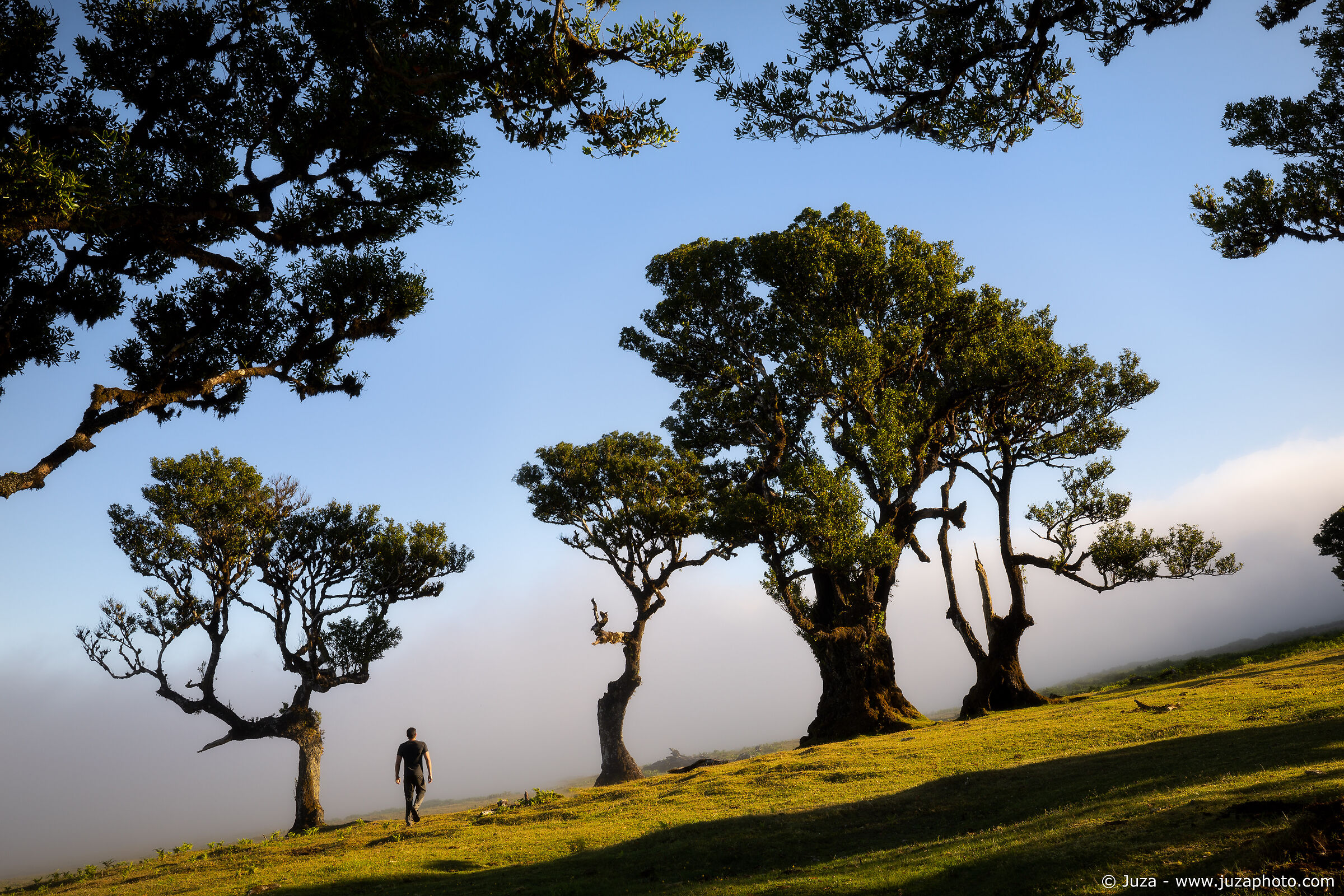 Camminando nella foresta di Fanal