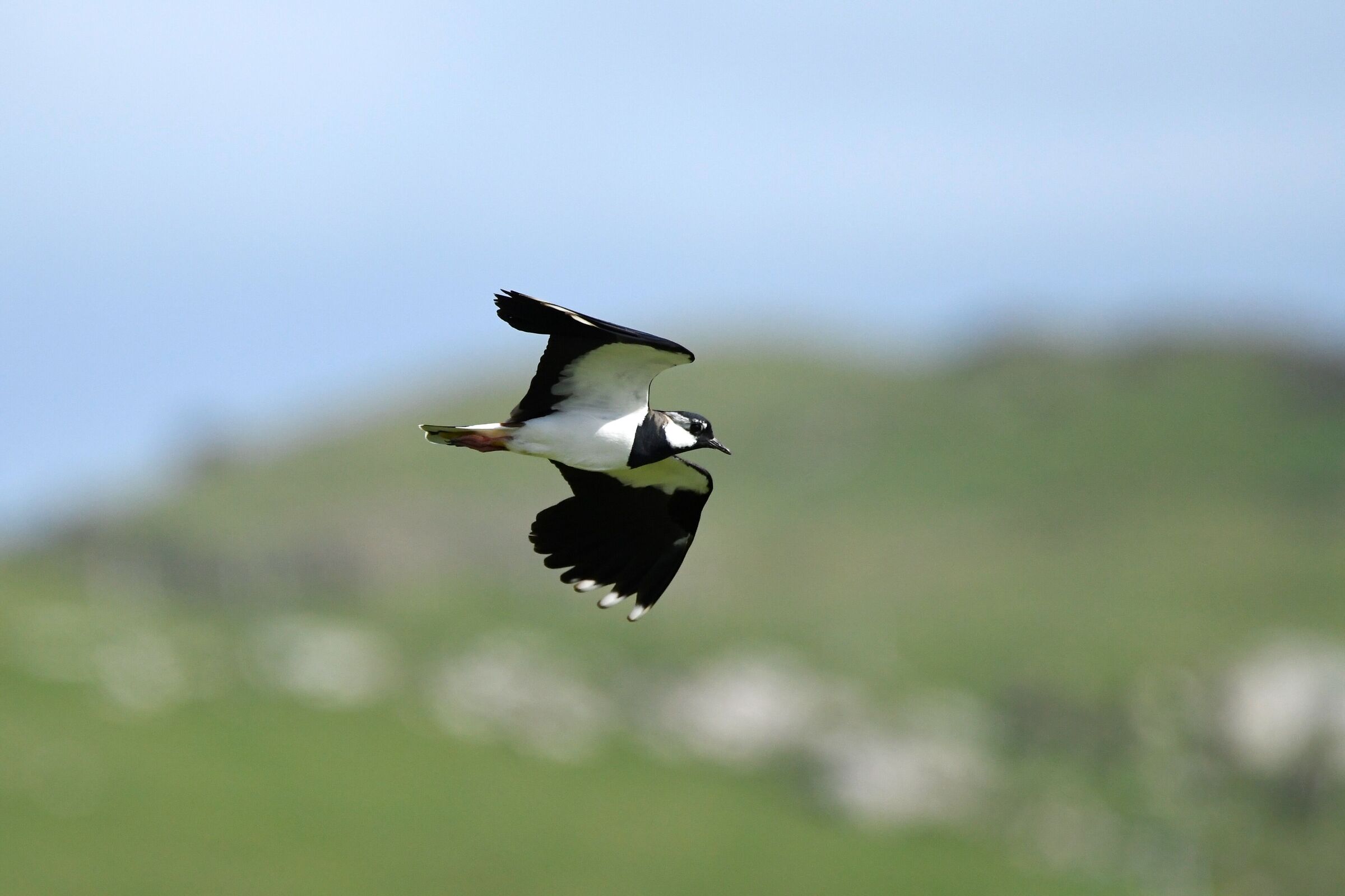 Lapwing