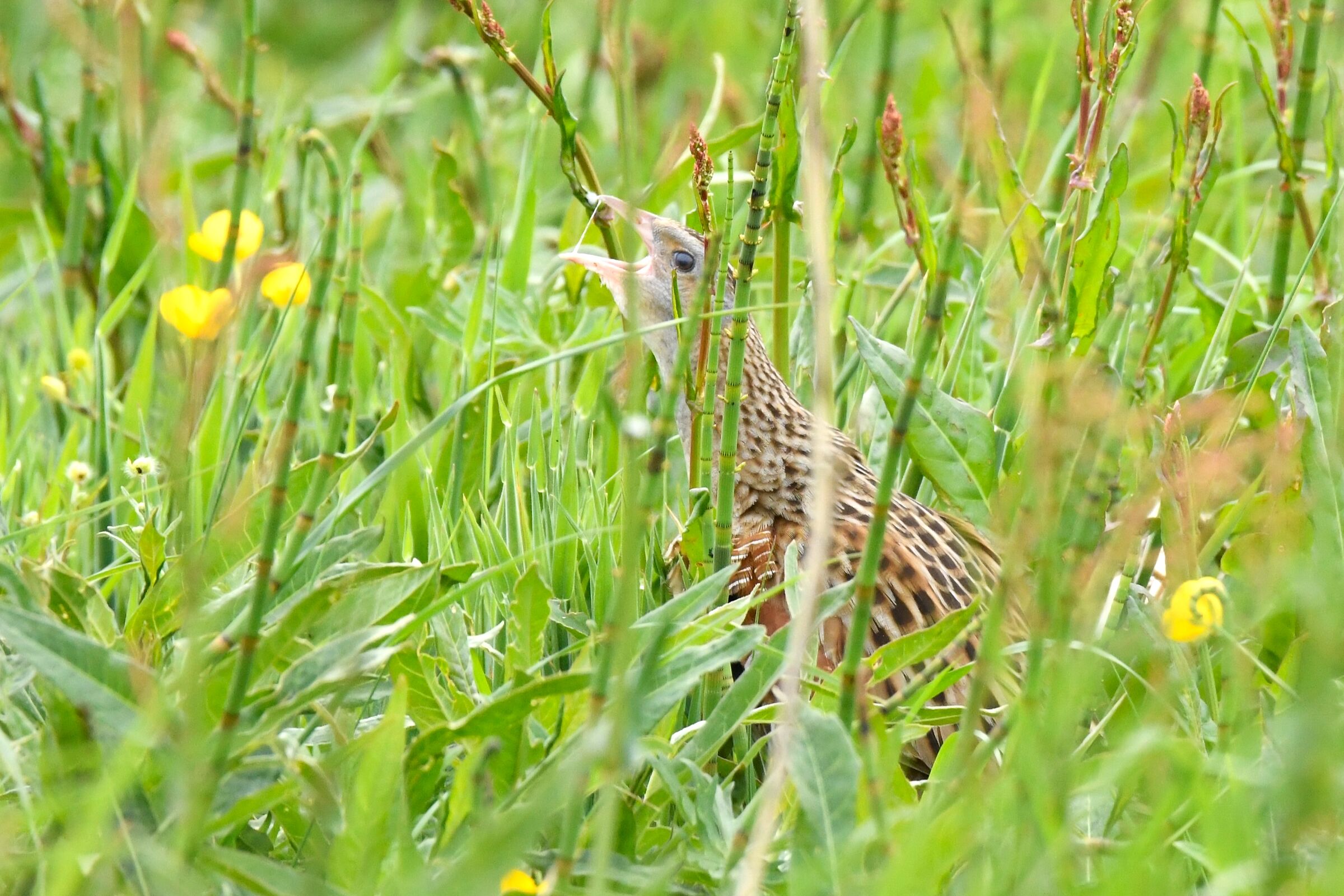 King of quails (Corncrake)