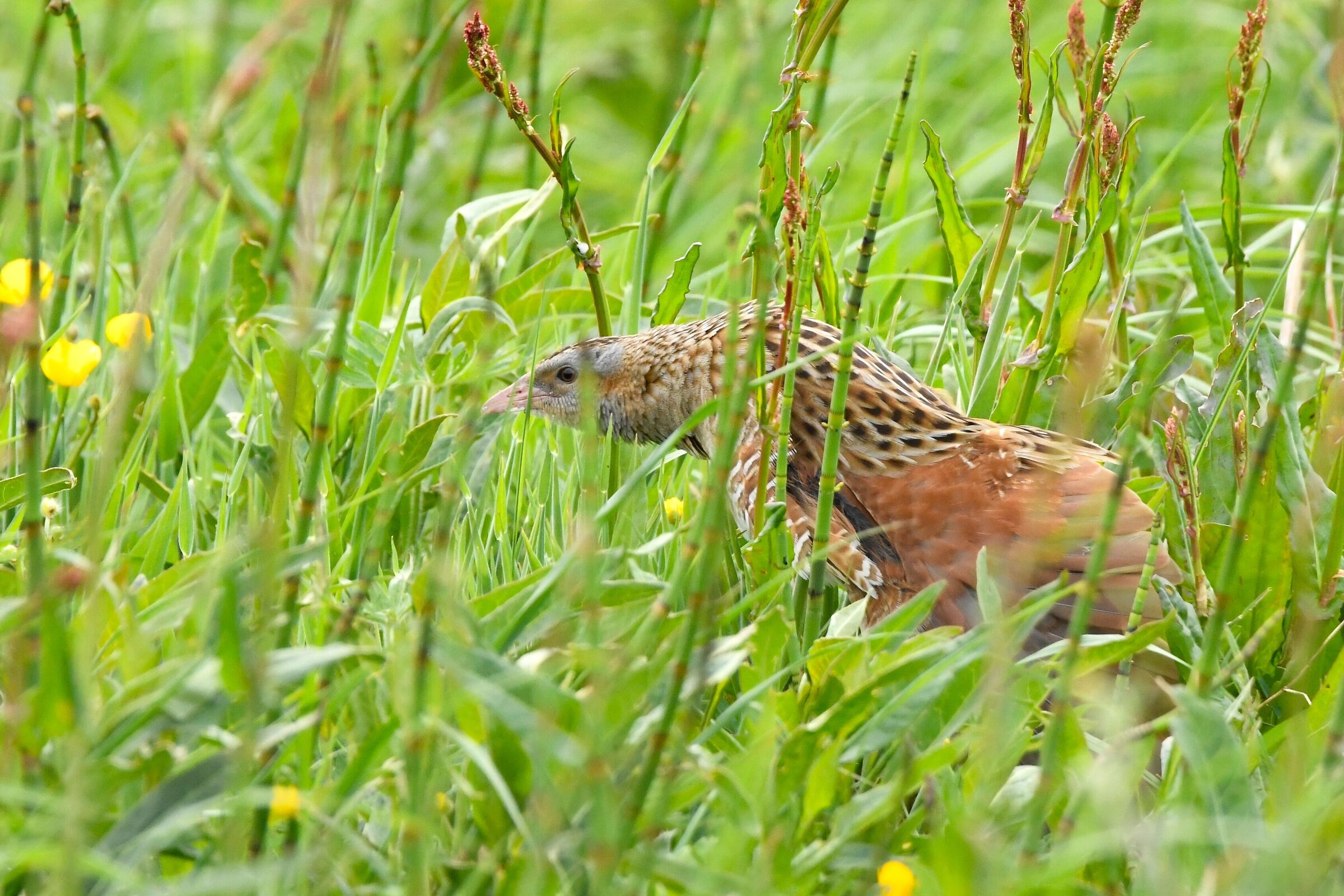 King of quails (Corncrake)