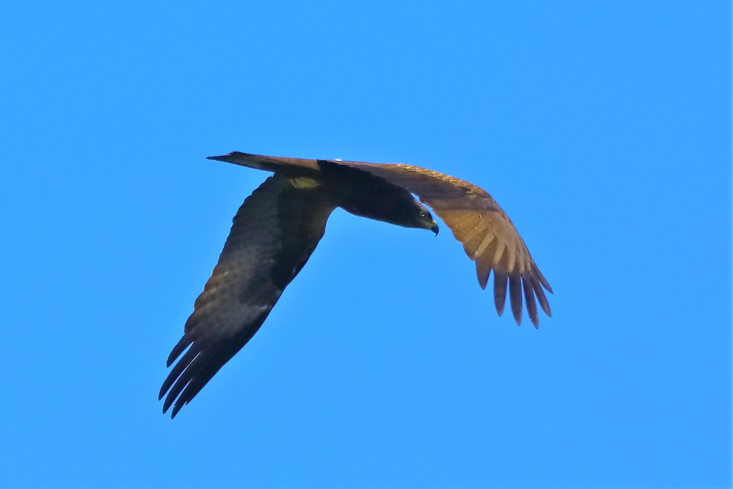 Black kite 10-05-2022
