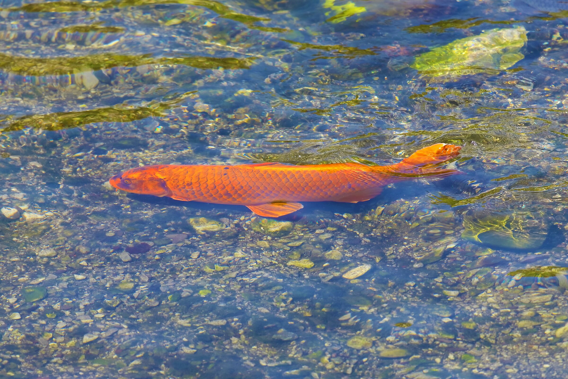 carpa rossa 11-05-2022