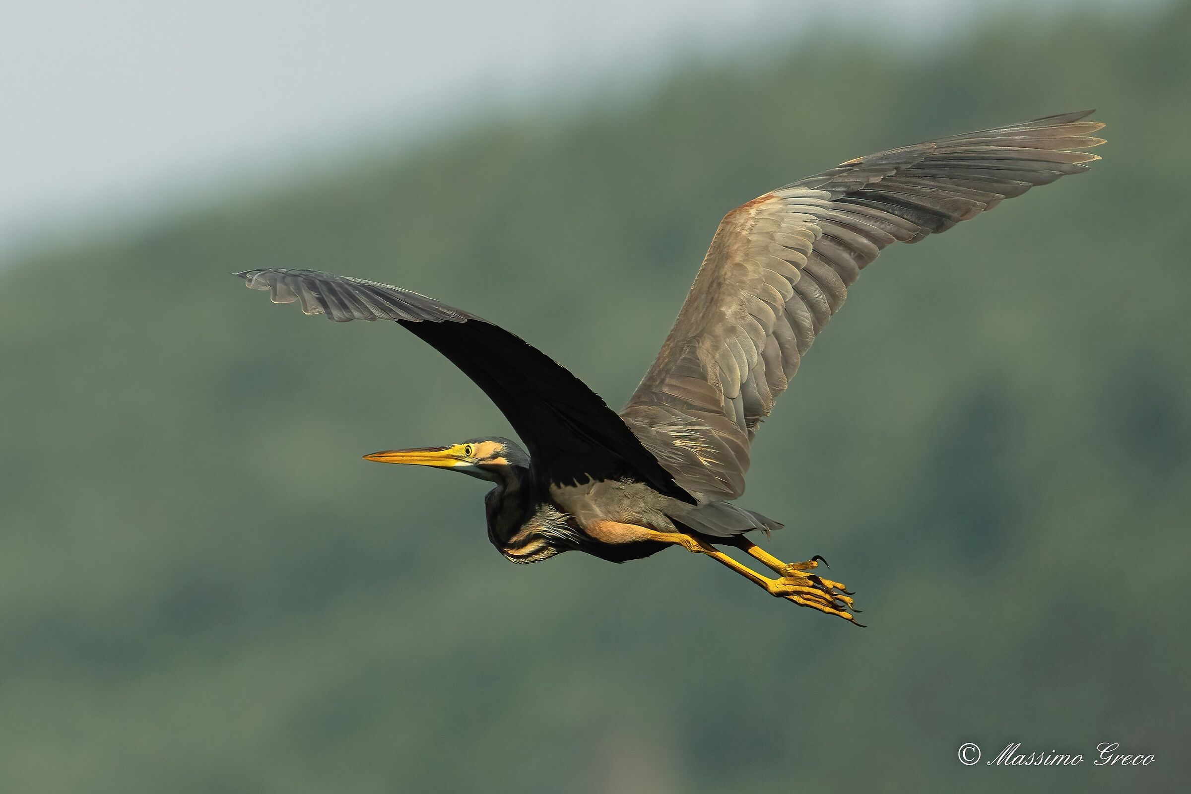 Red heron (Ardea purpurea)