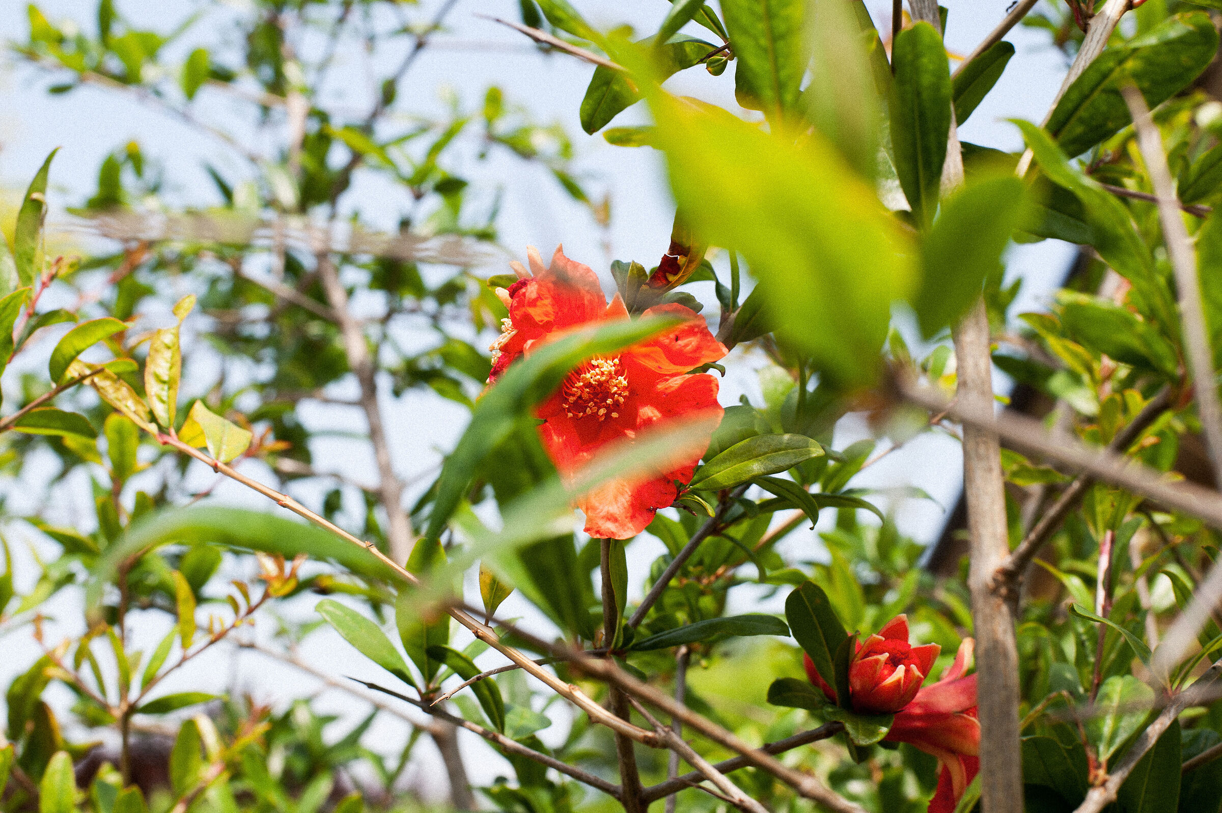 The color of the pomegranate