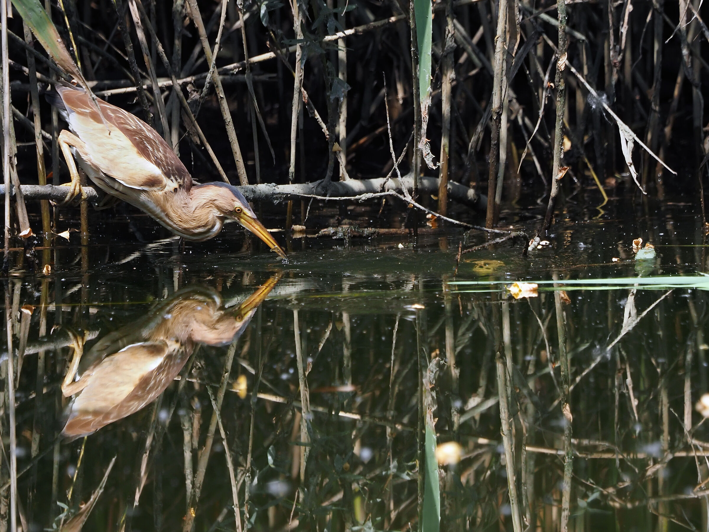 female bittern (caught)