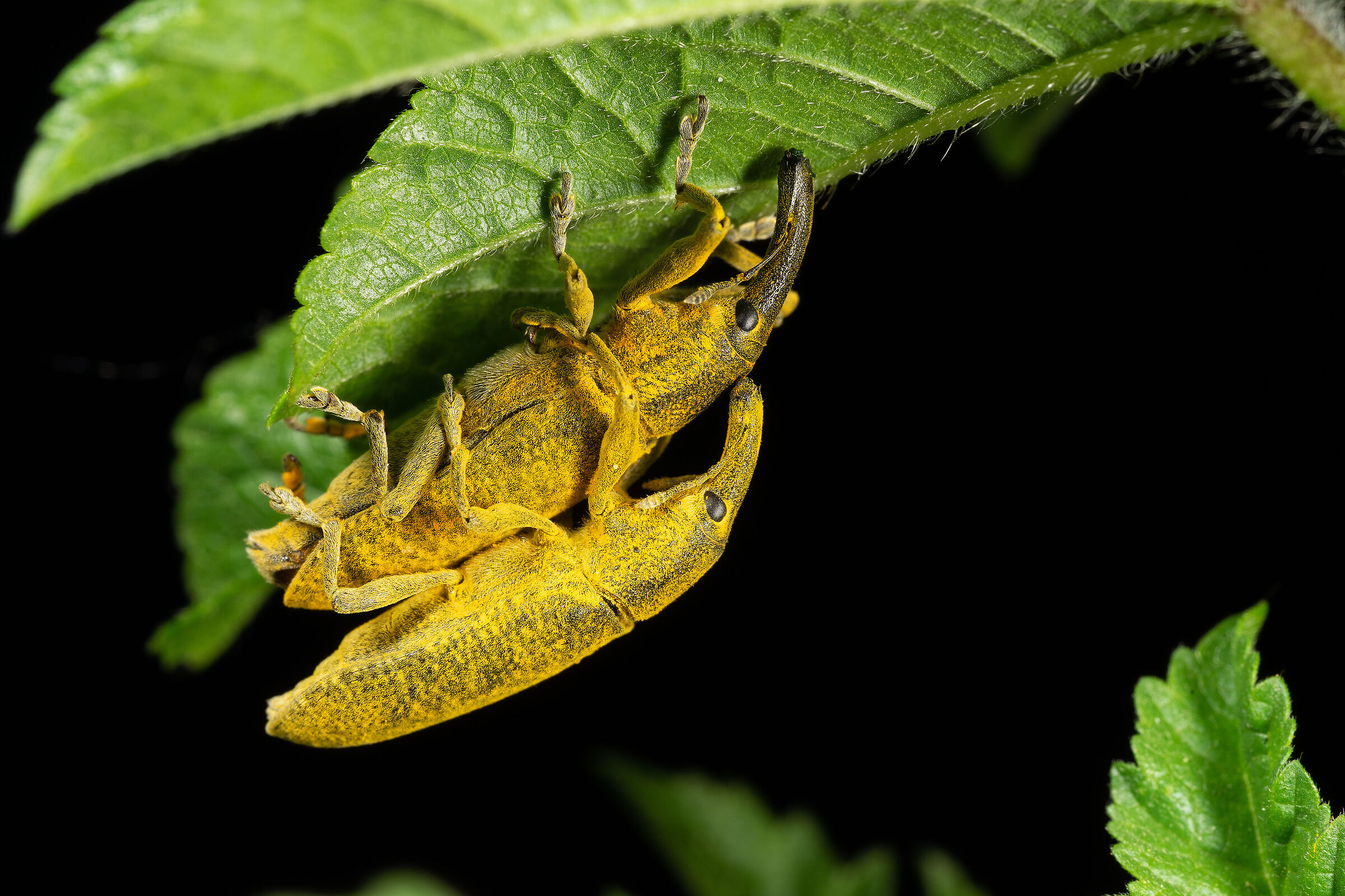 Lixus pulverulentus in accoppiamento