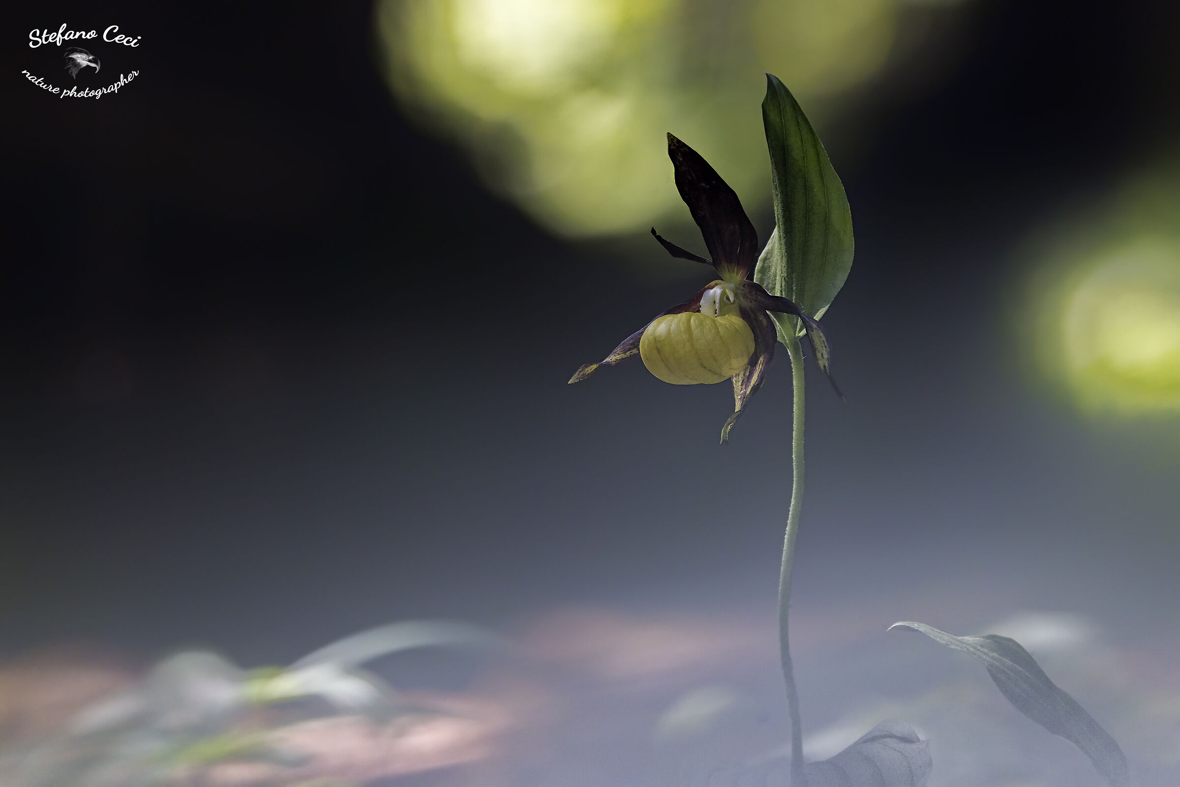 Cypripedium Calceolus