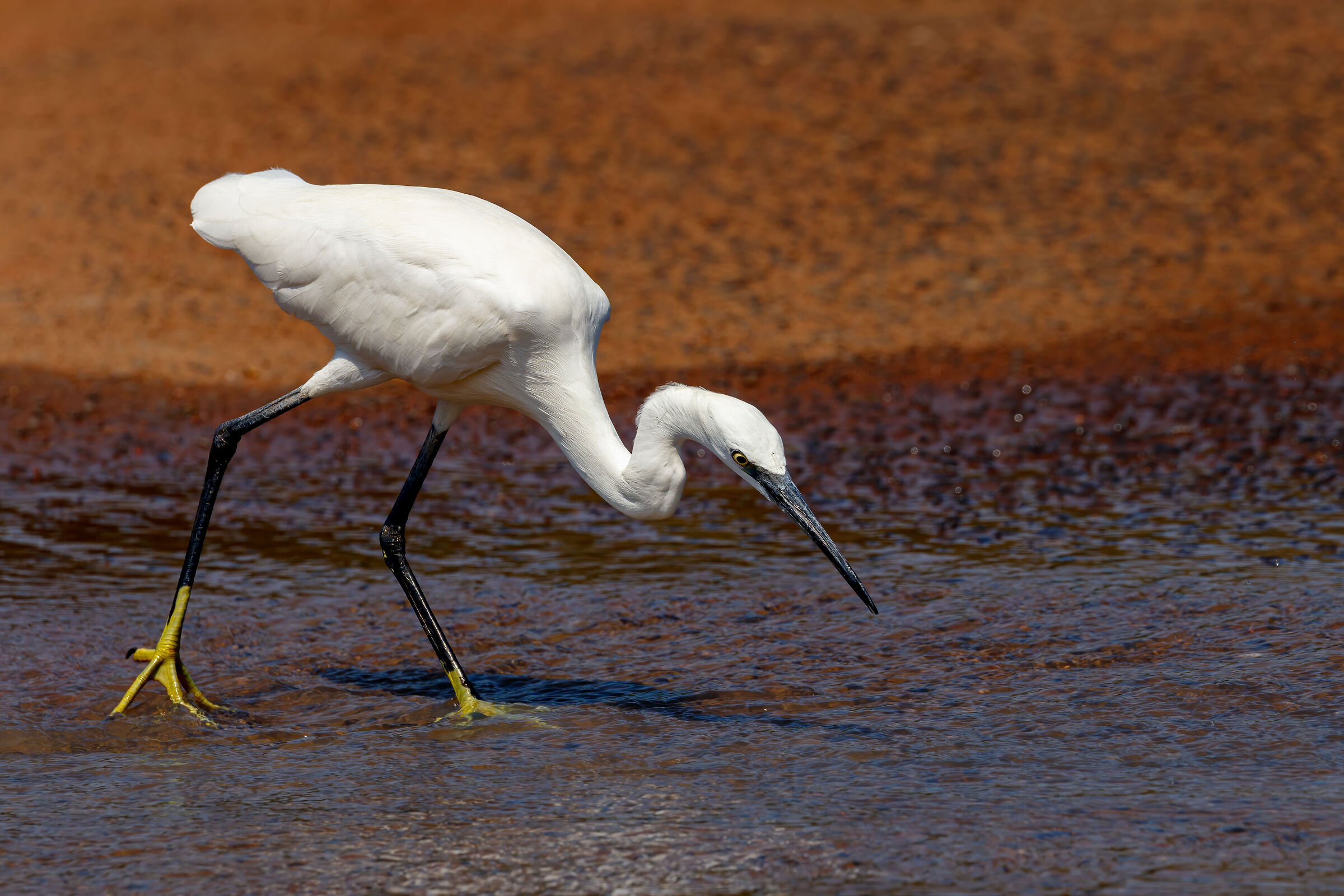 Little Egret (2022)