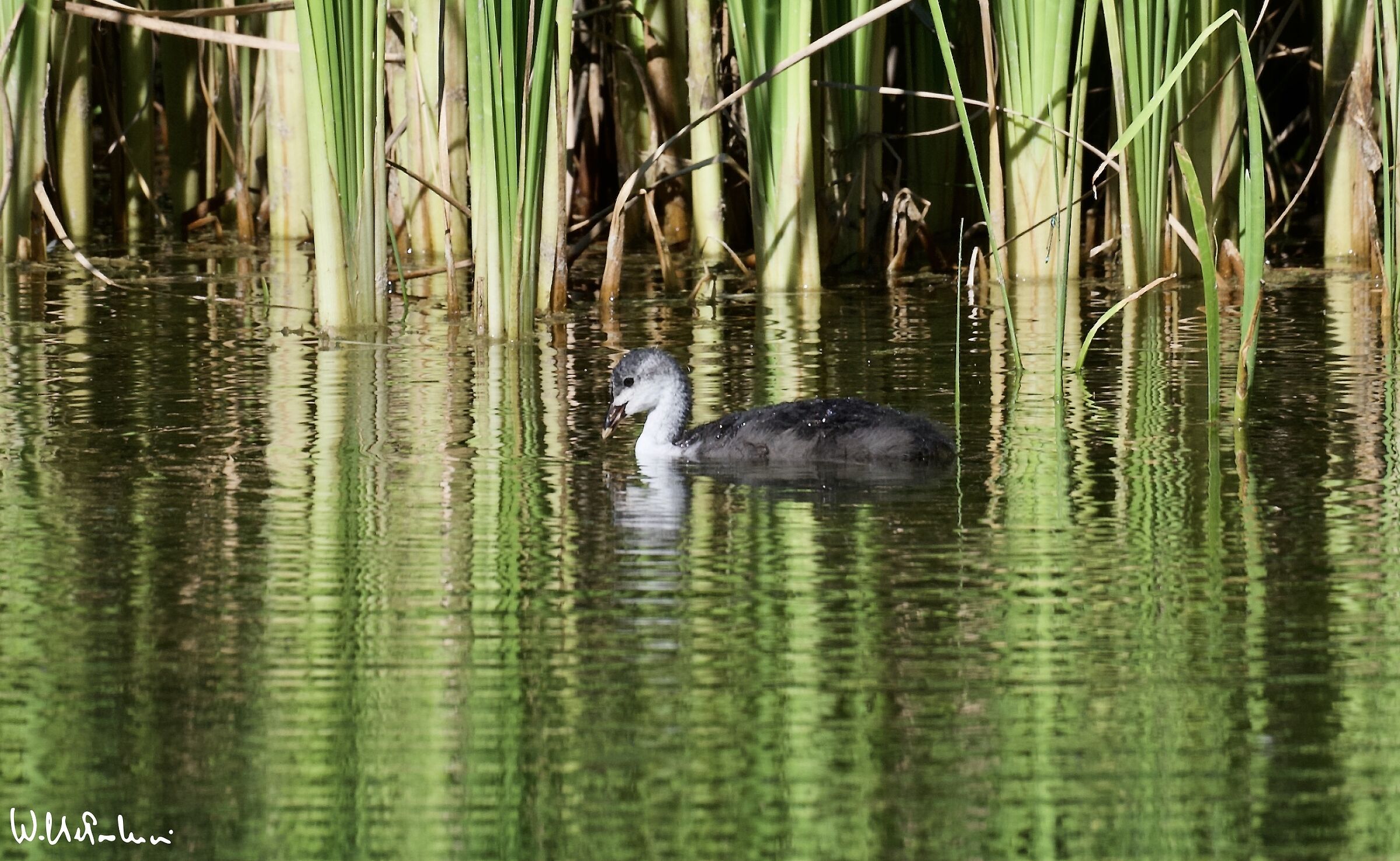 Young Coot 1
