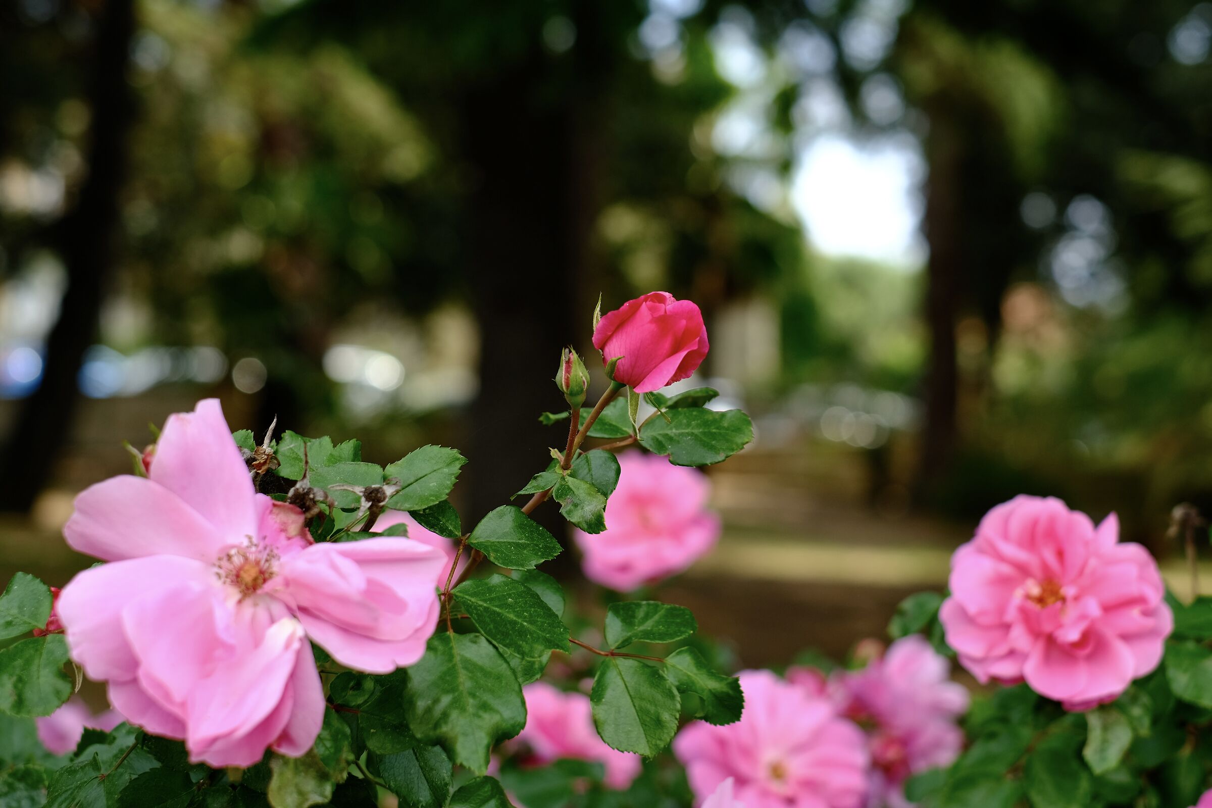 flower 02