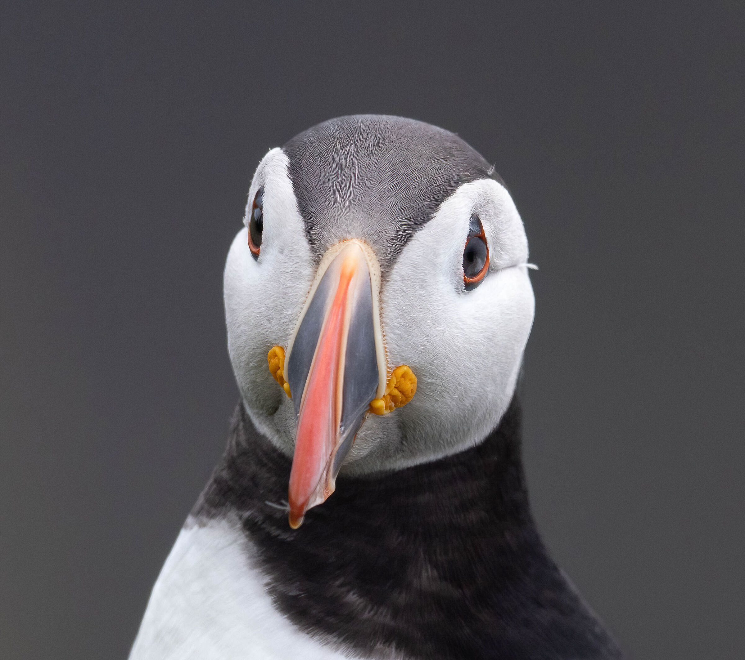 Puffin