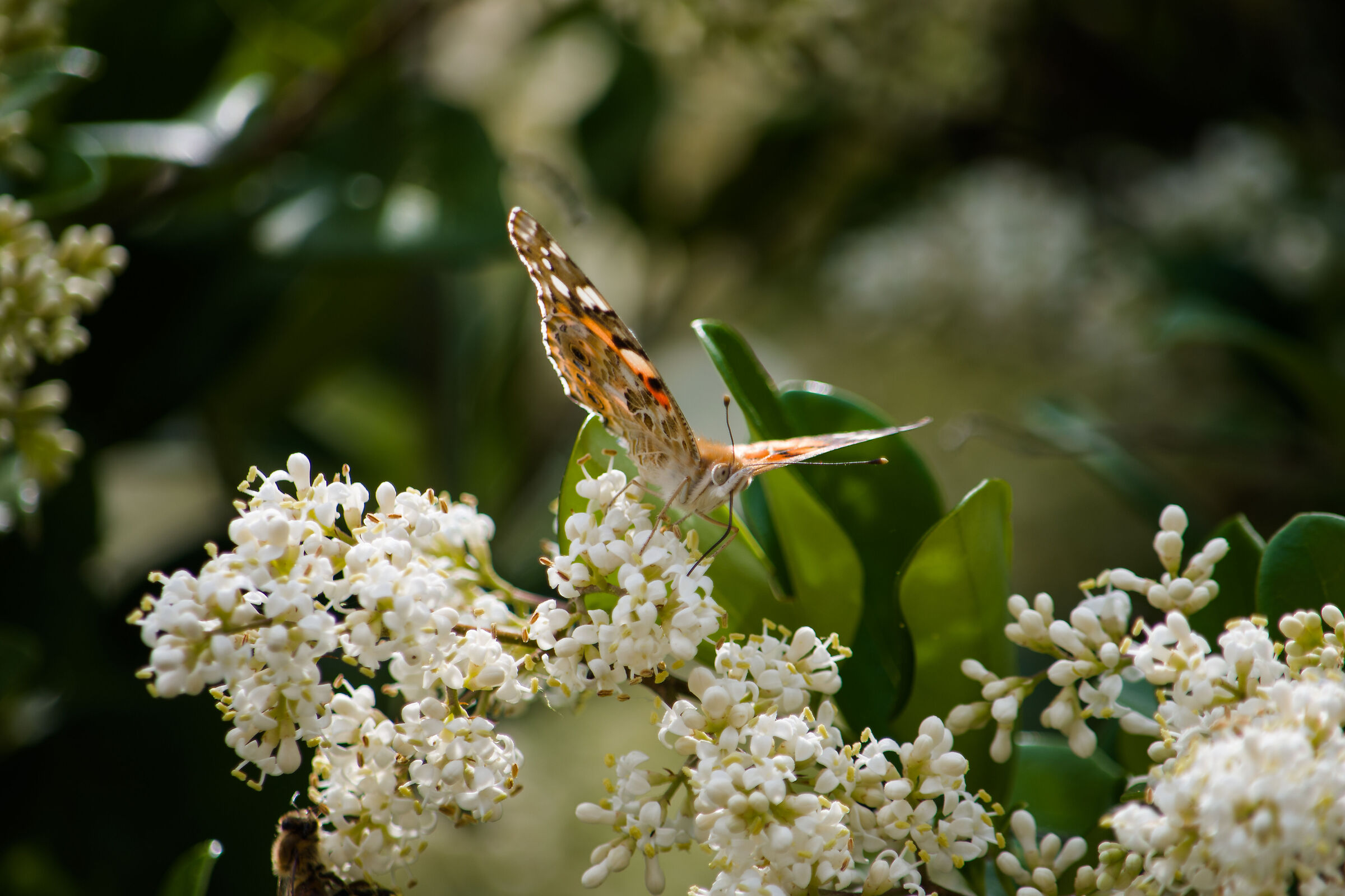 Butterfly on flowers