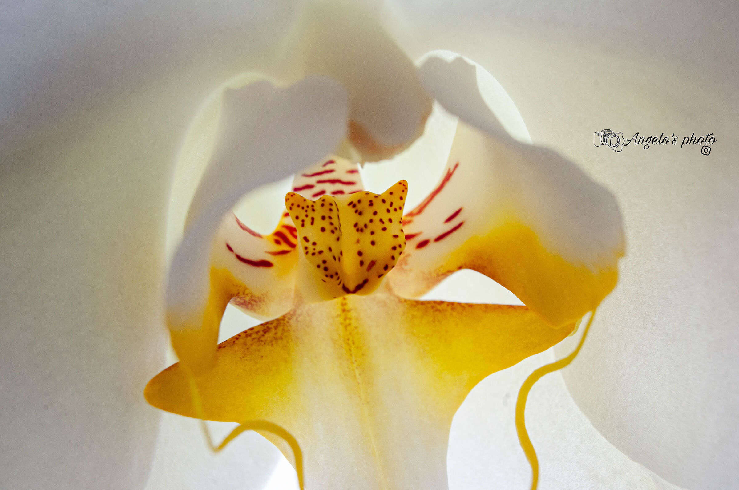Particolari di un'orchidea...