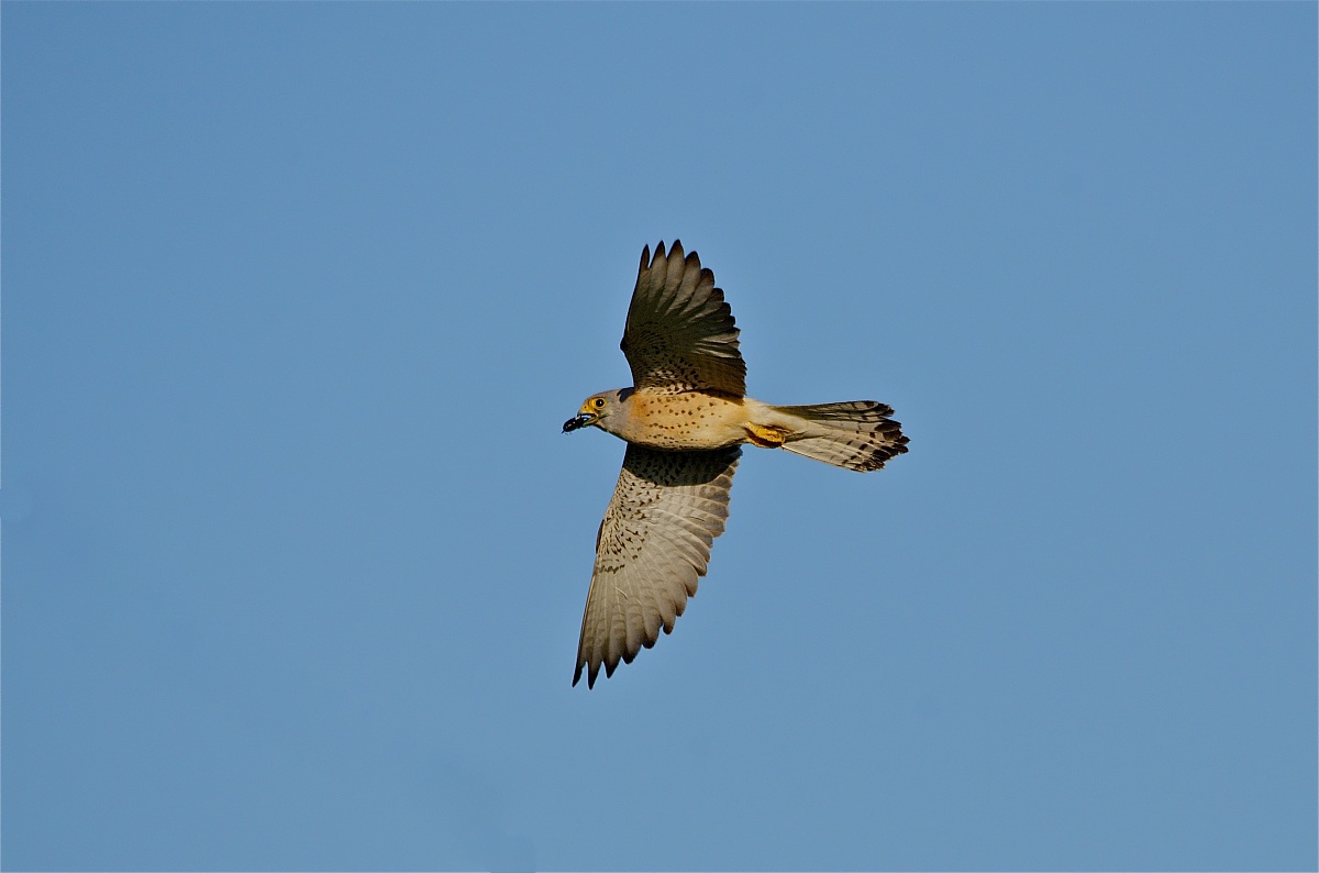 Kestrel