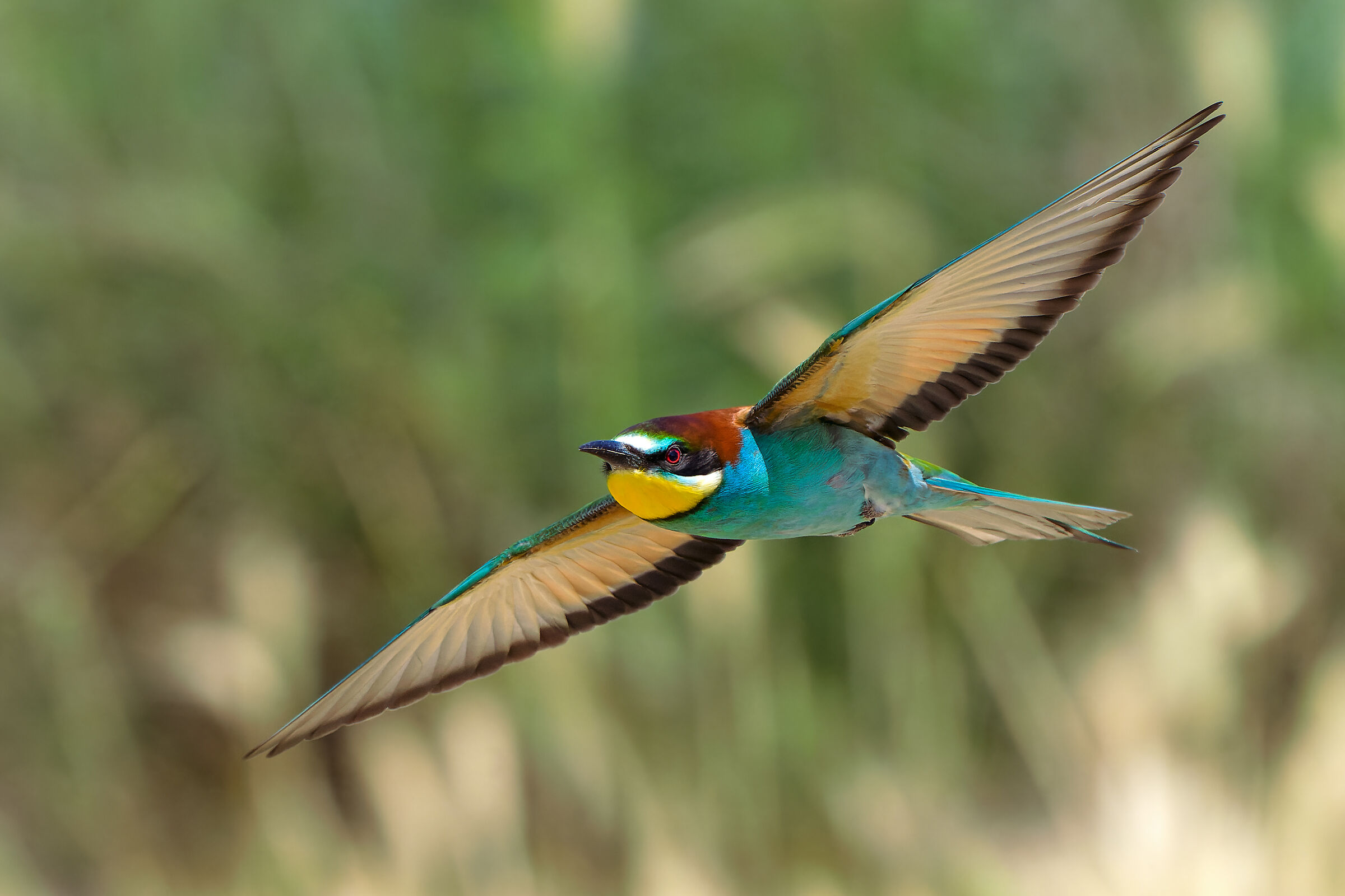 Il principe dei prati