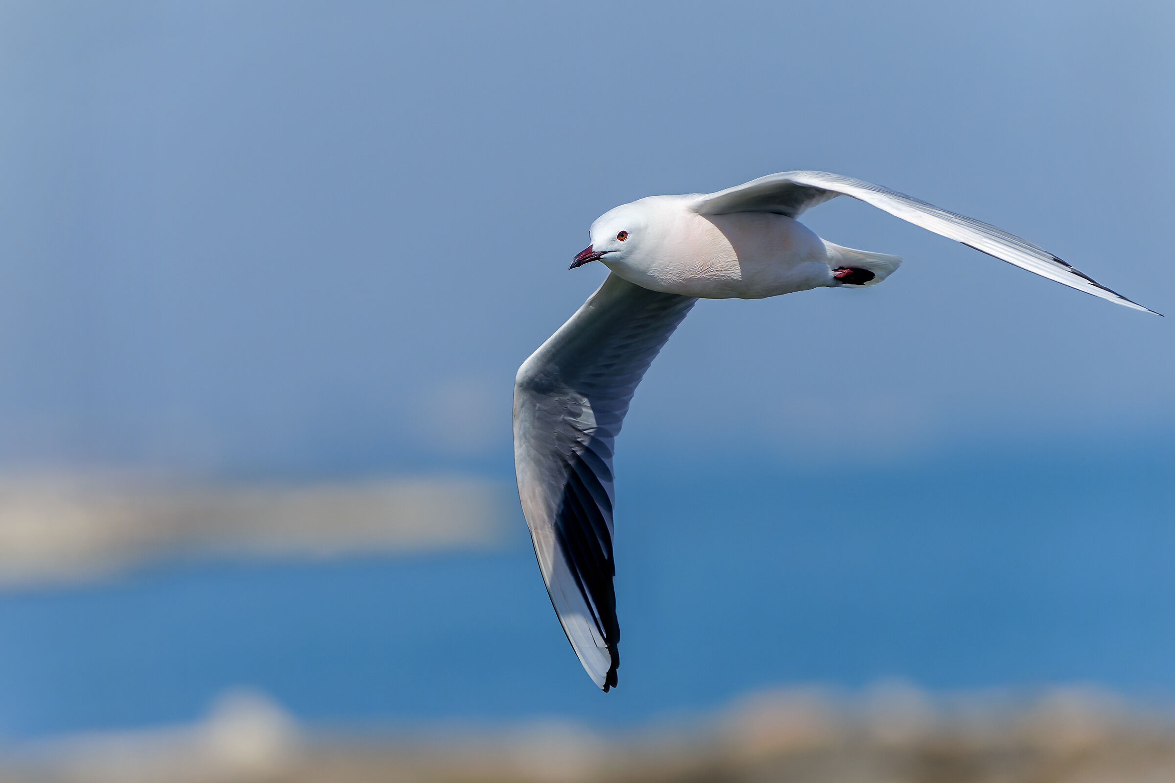 Ali di gabbiano - Gabbiano roseo