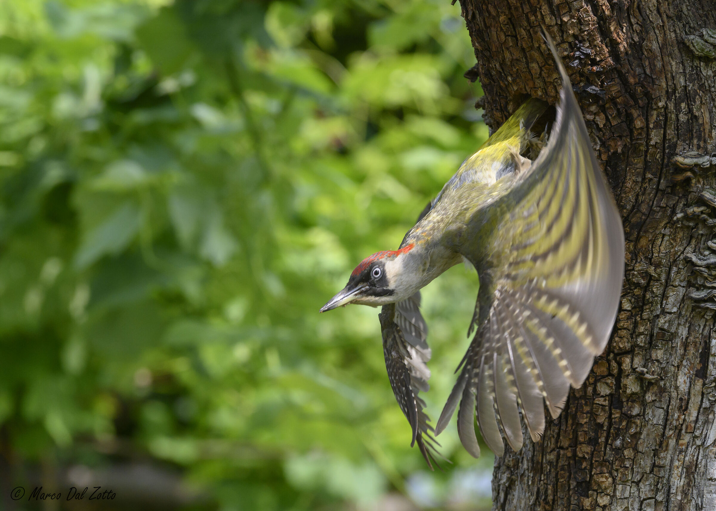 Mamma verde esce dal nido