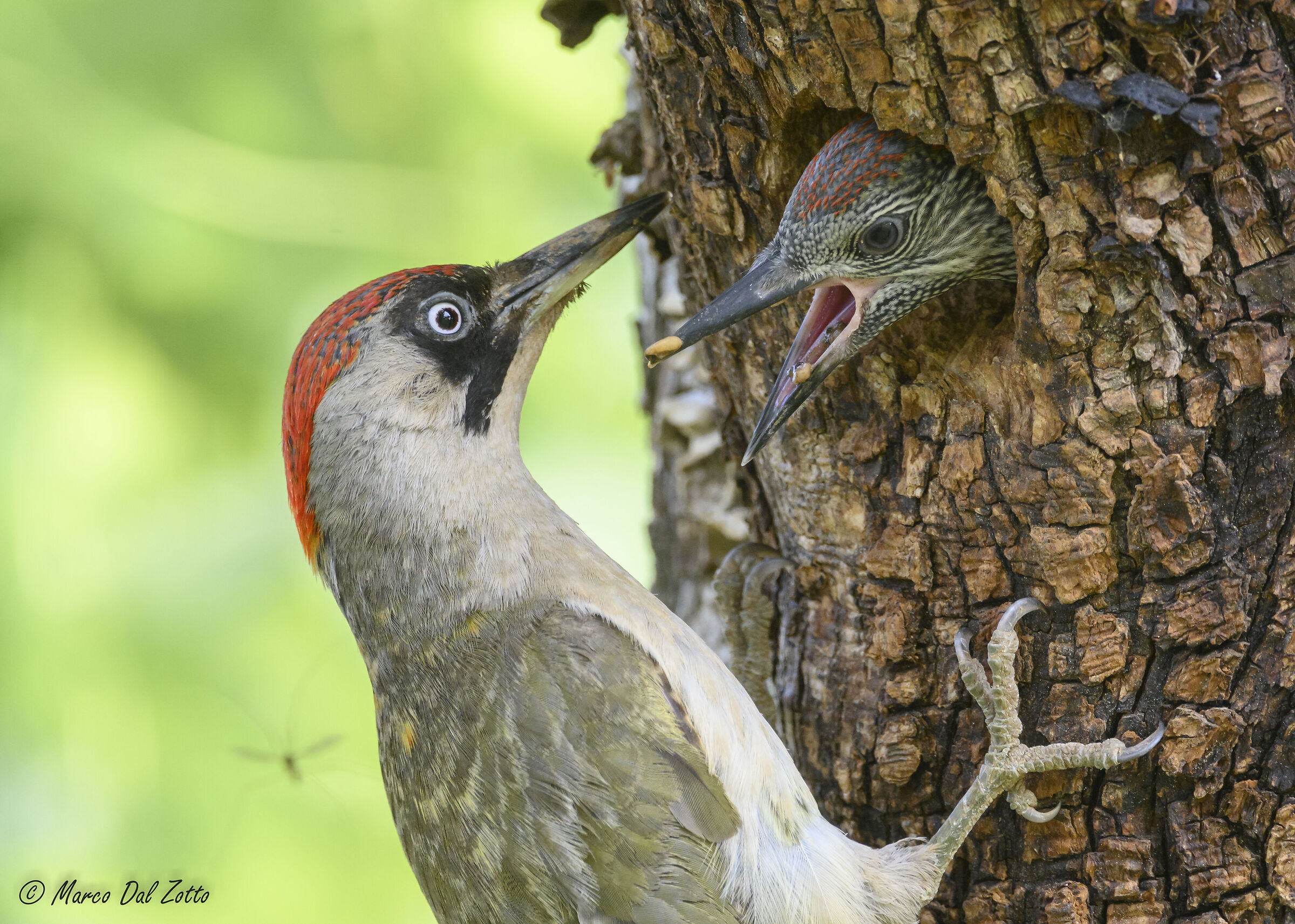 Imbeccata con intruso
