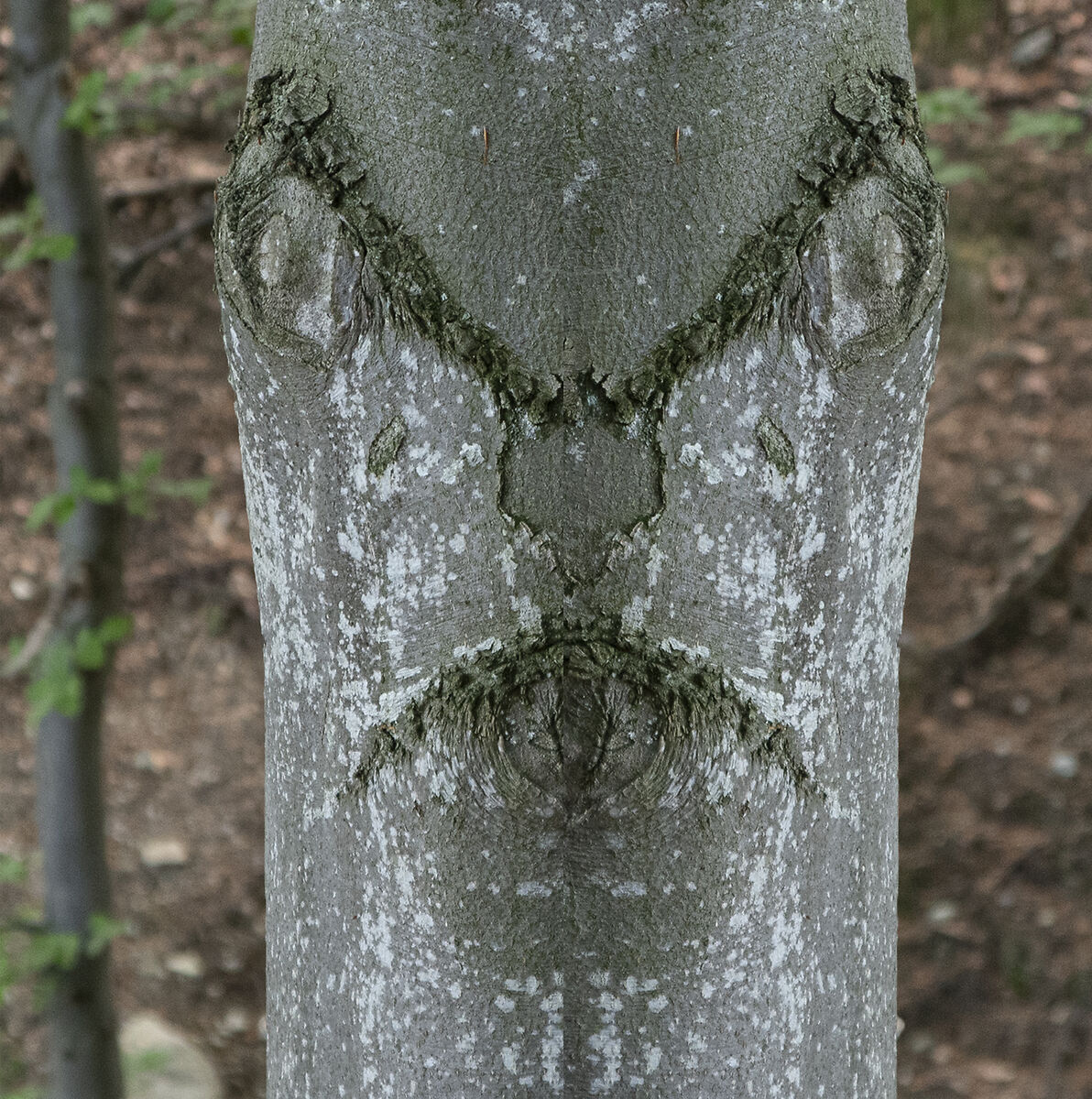 The Beech ... sulky...