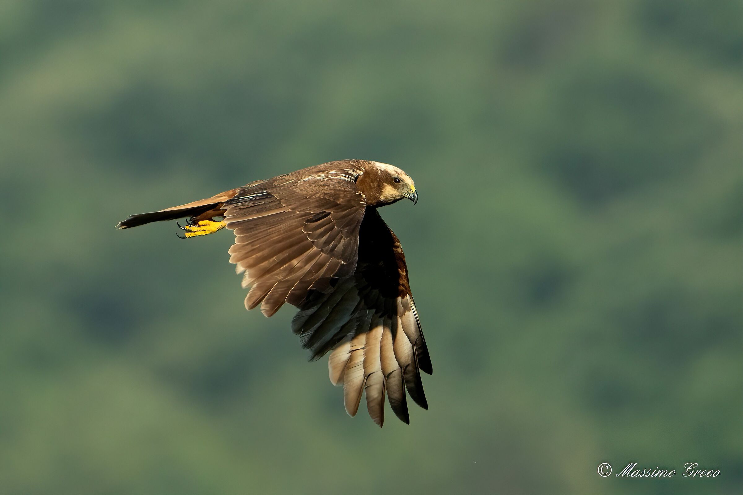 Marsh falcon (Circus aeruginosus)