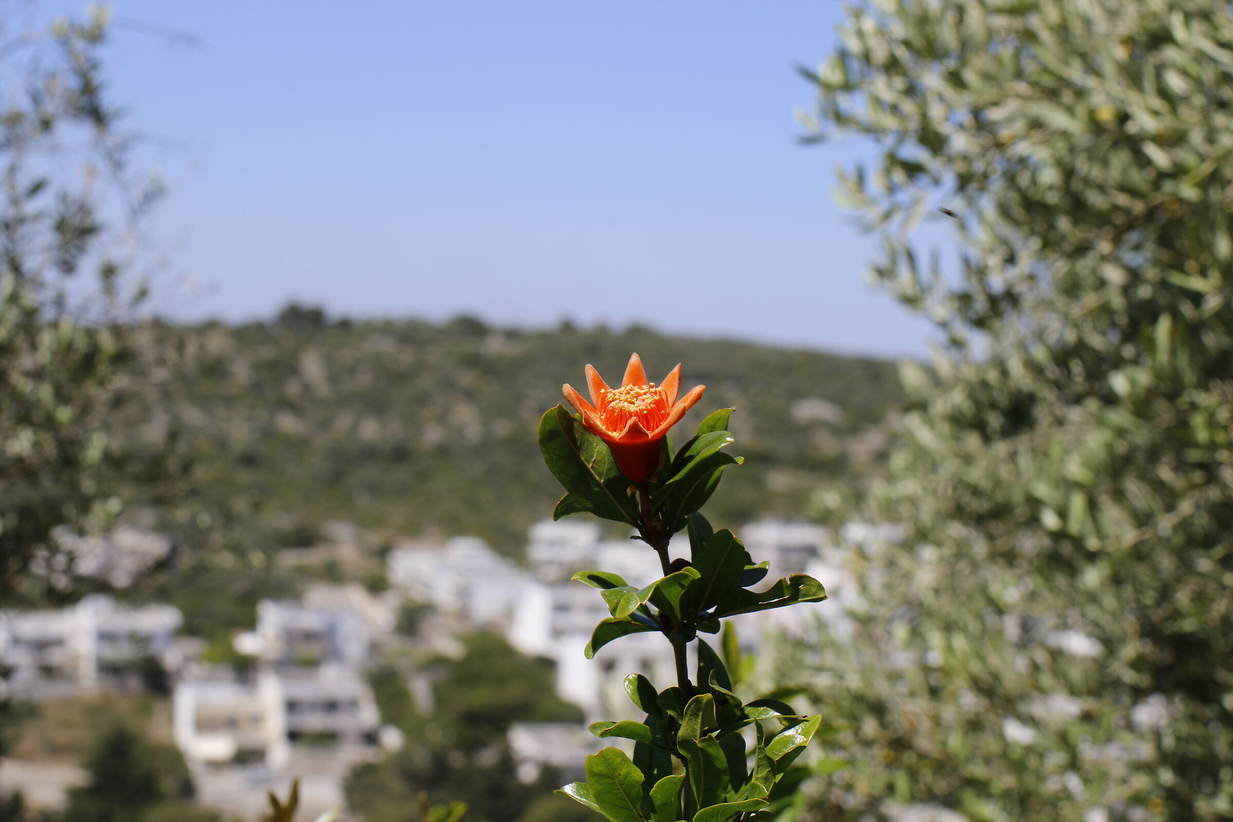 Canon 7D II- Milvus Zeiss 50, 1.4