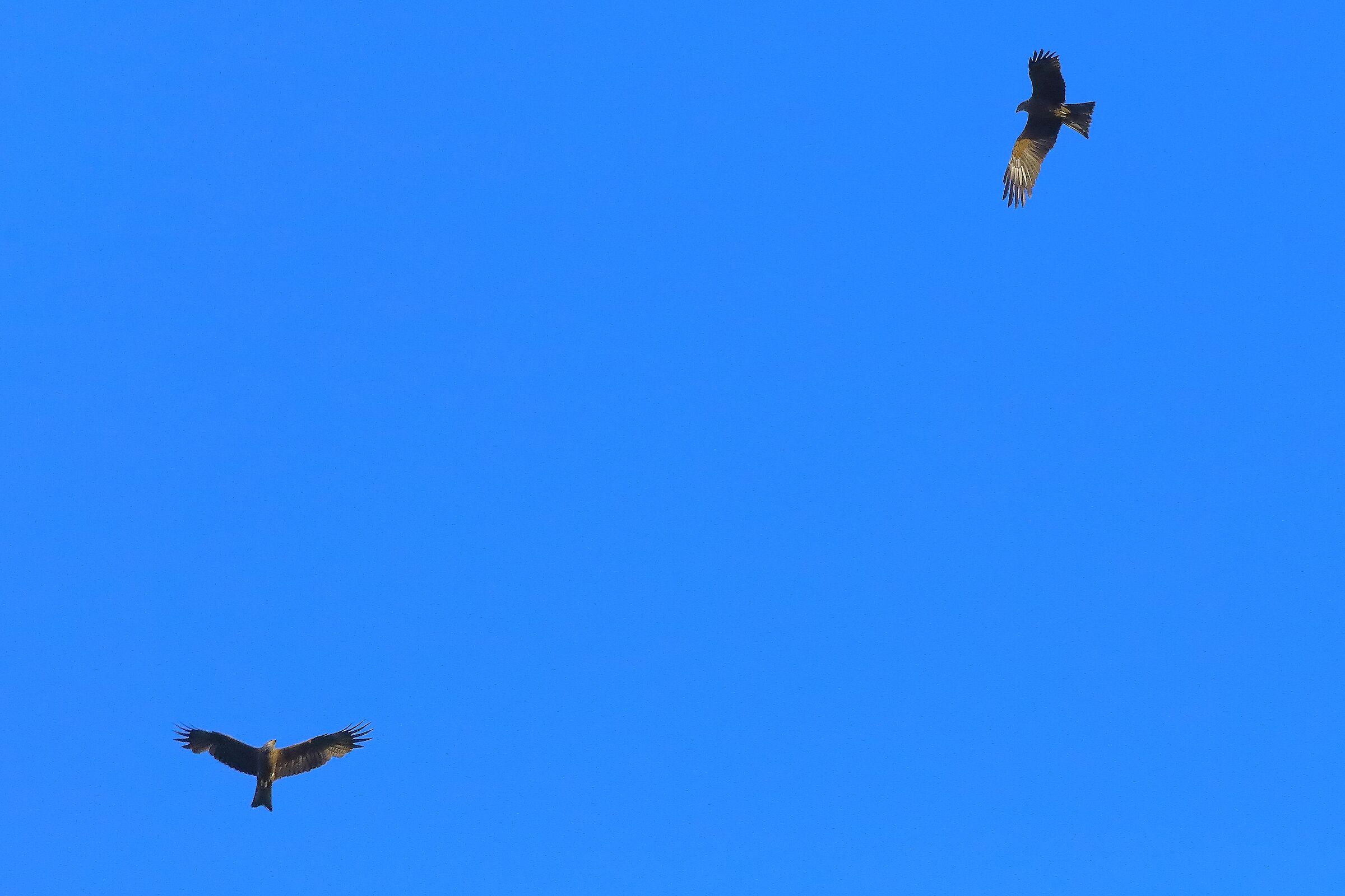 Nibbio bruno 07-06-2022