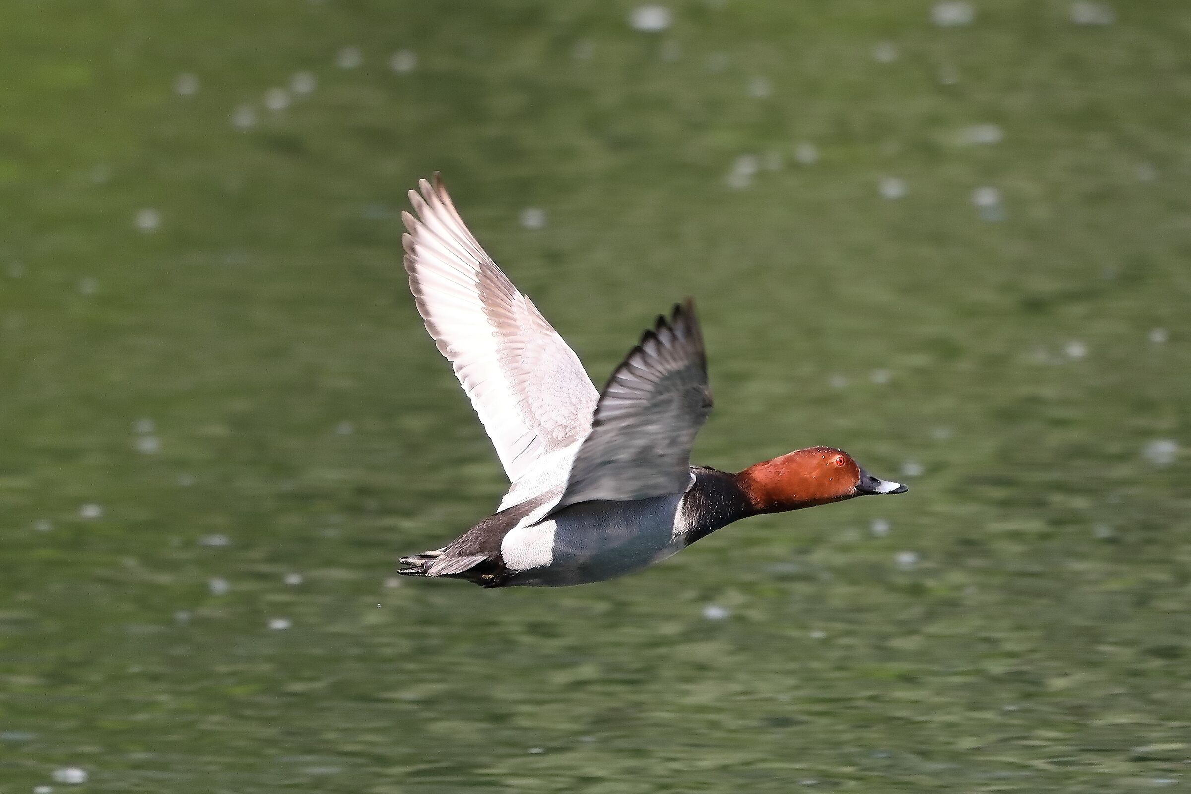 moriglione 12-05-2022