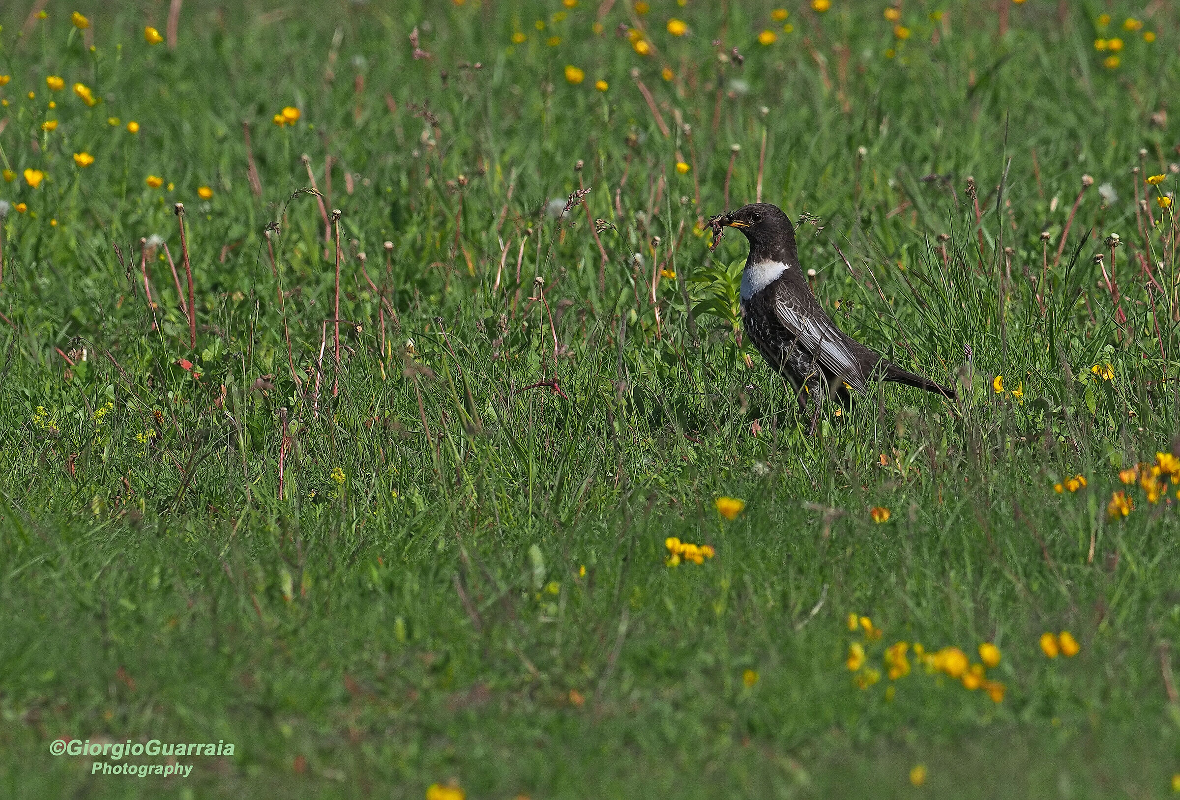 Ring ouzel