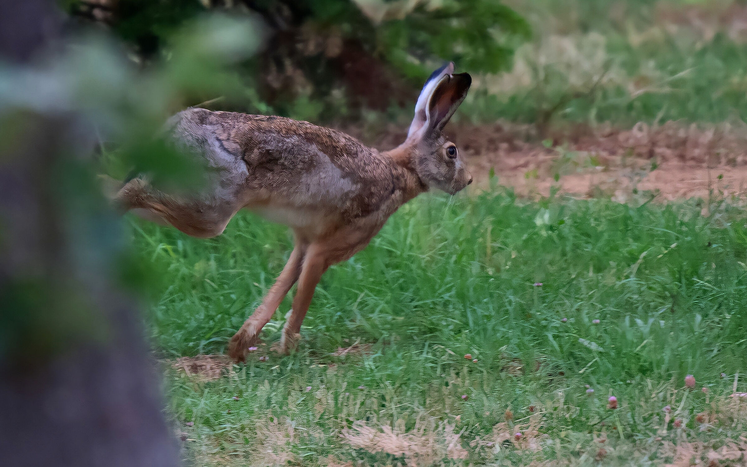 Hare lake Chiusi oasis wwf