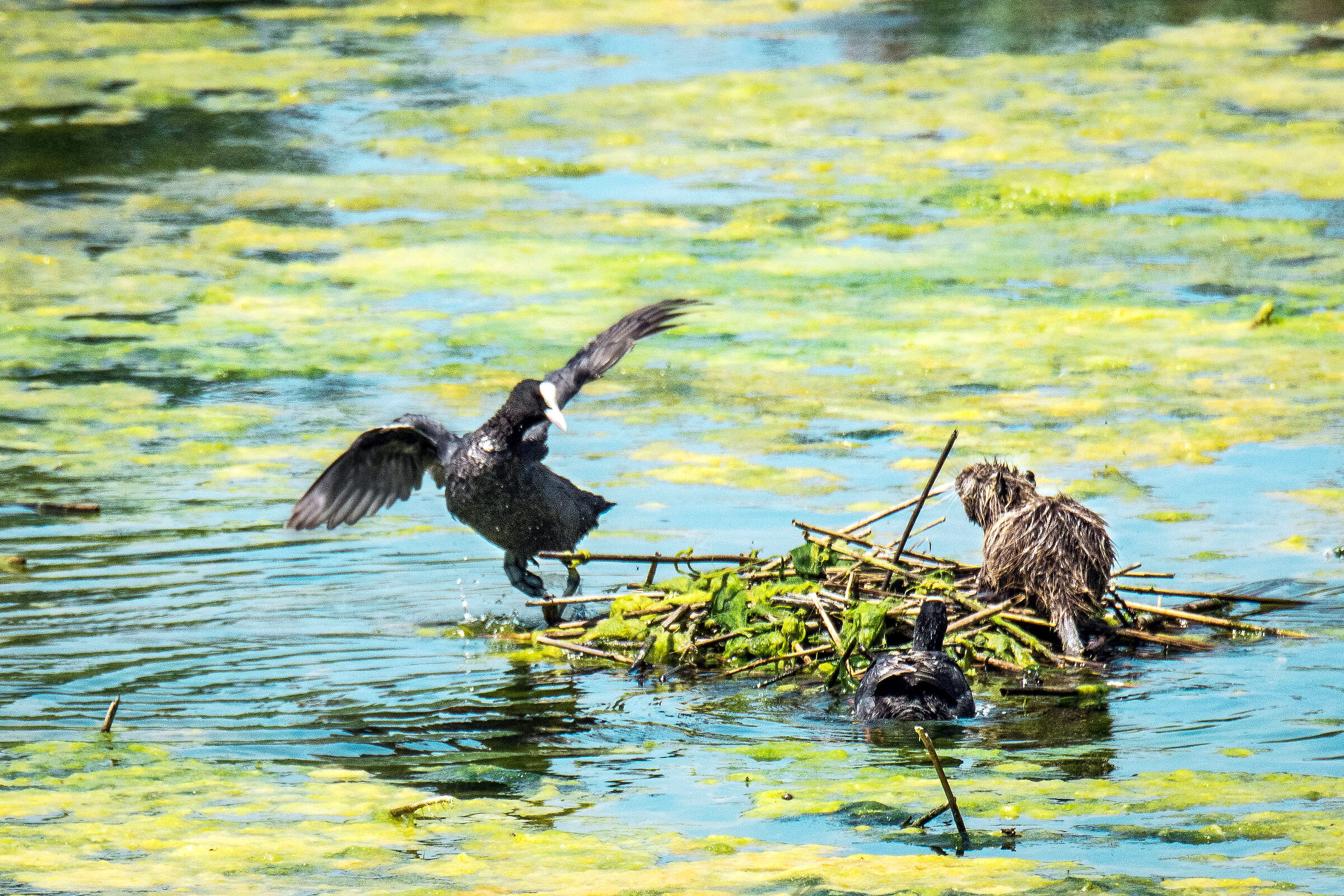 Ormai una vera Caporetto ...