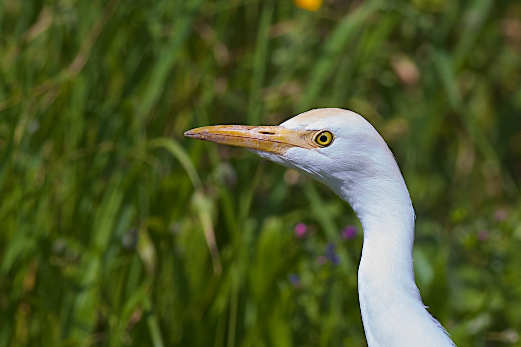 Portrait of egret