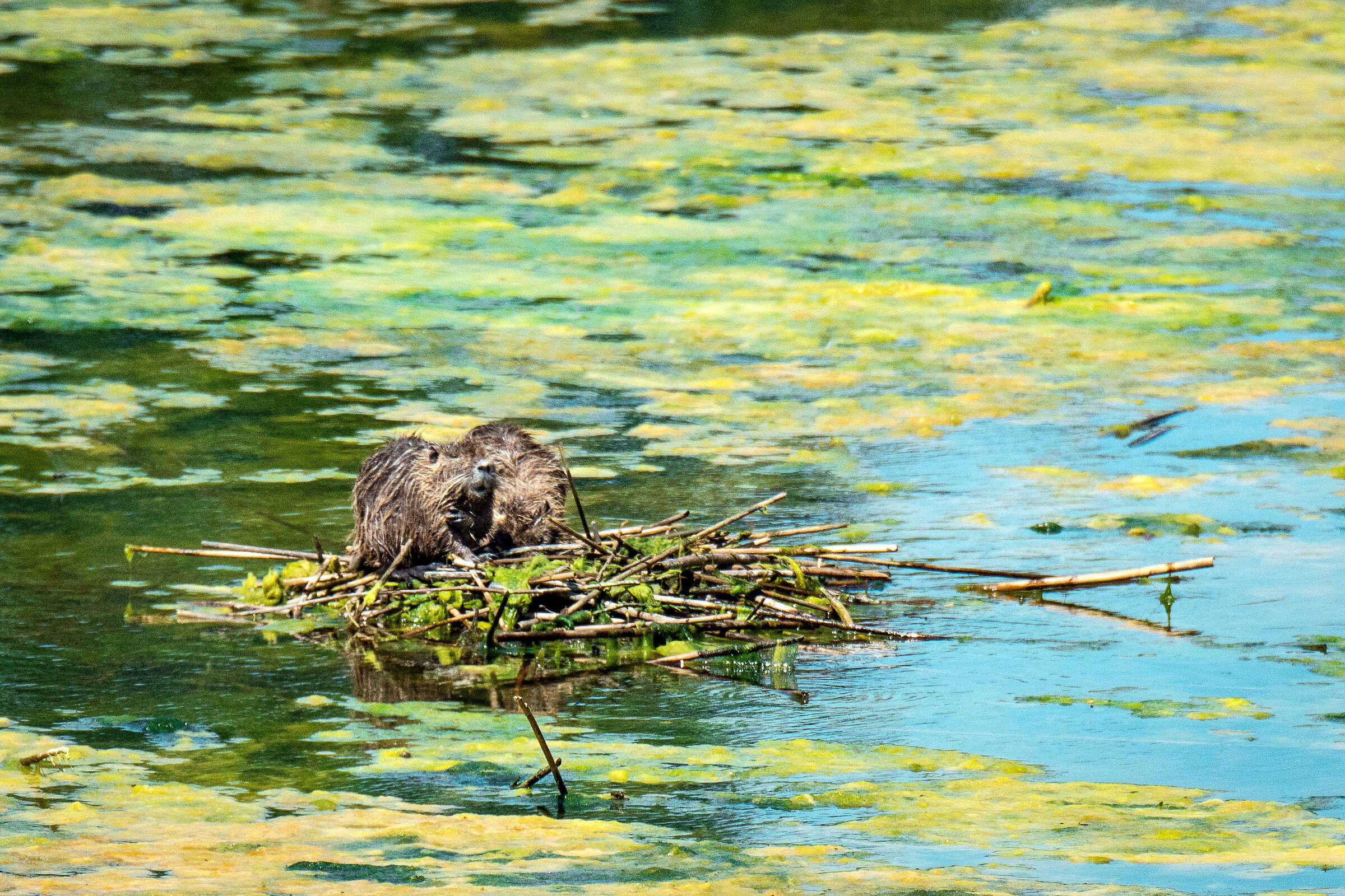 ... hanno vinto loro ...