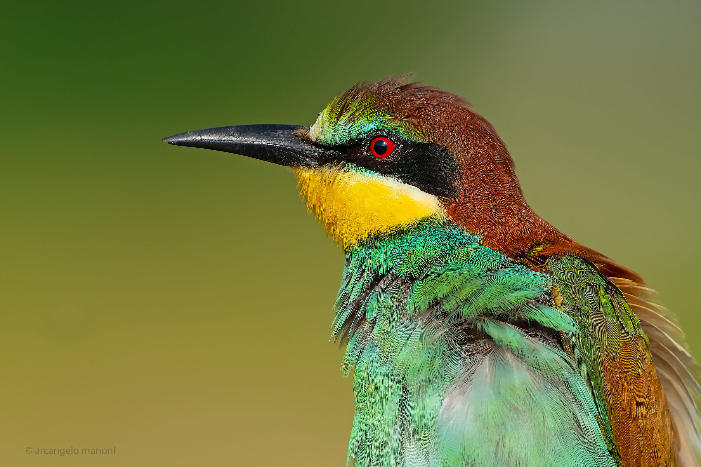 photo card at the bee-eater