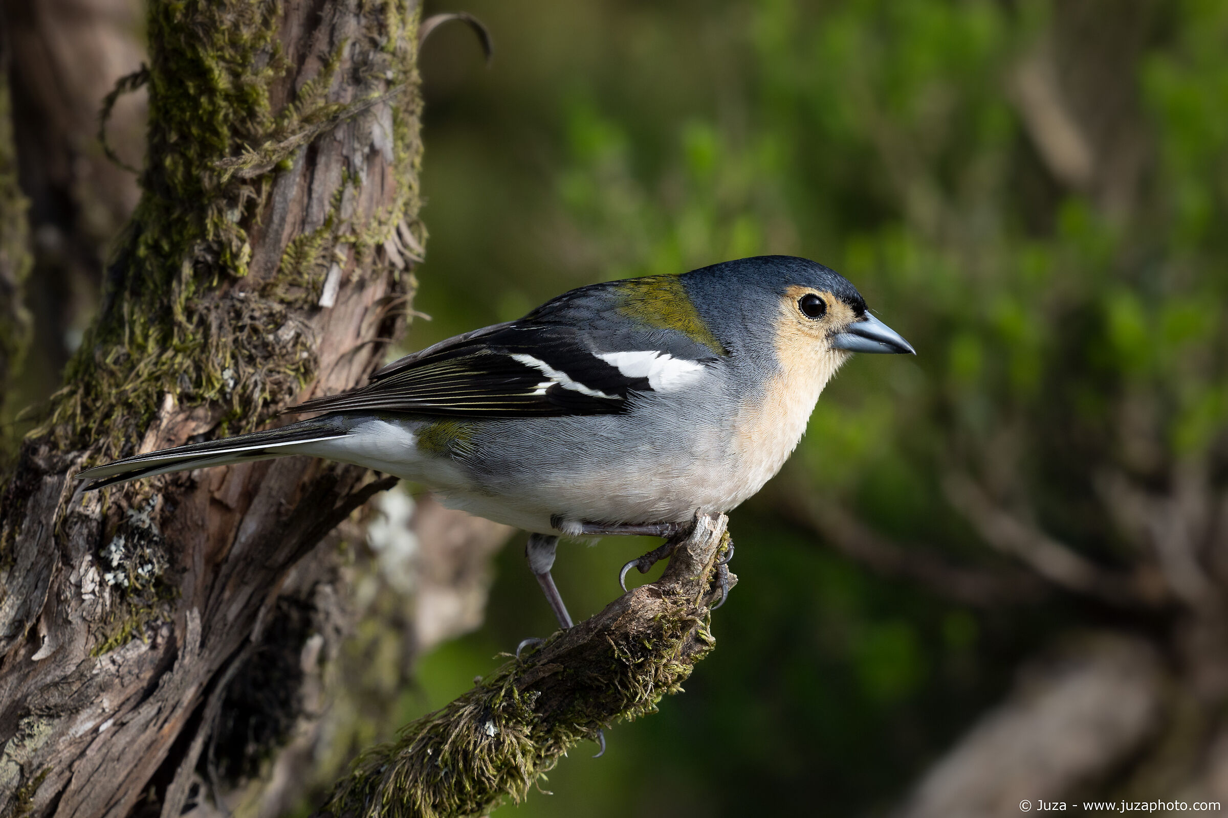 Fringilla coelebs maderensis