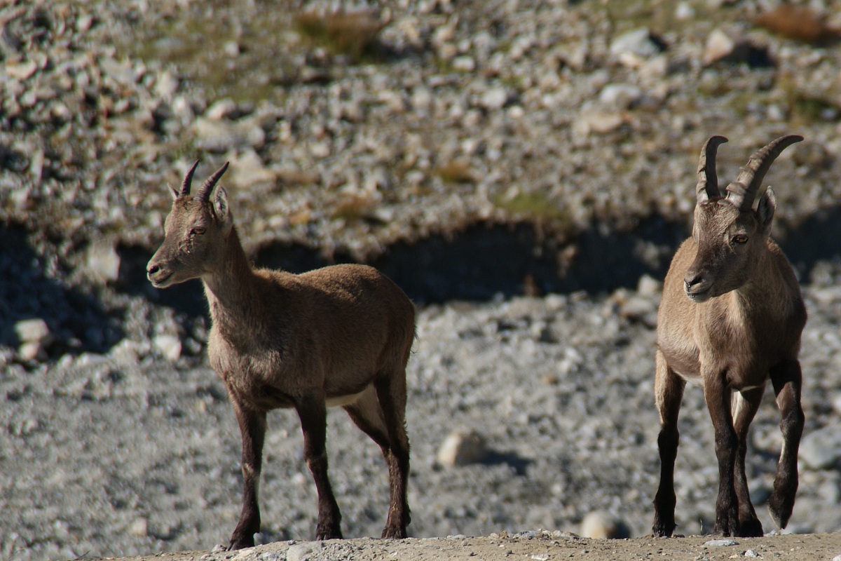 stambecchi alla croce carrel