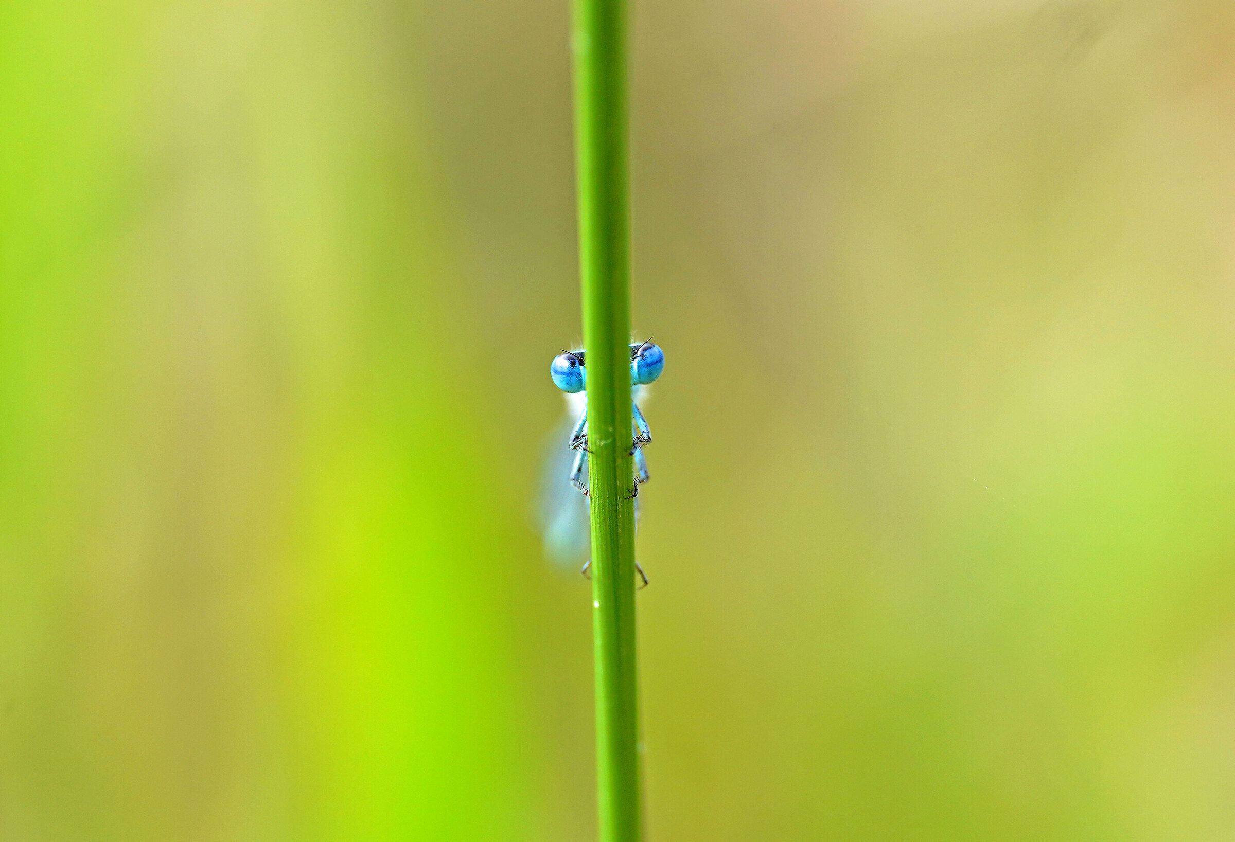 Hide-and-seek