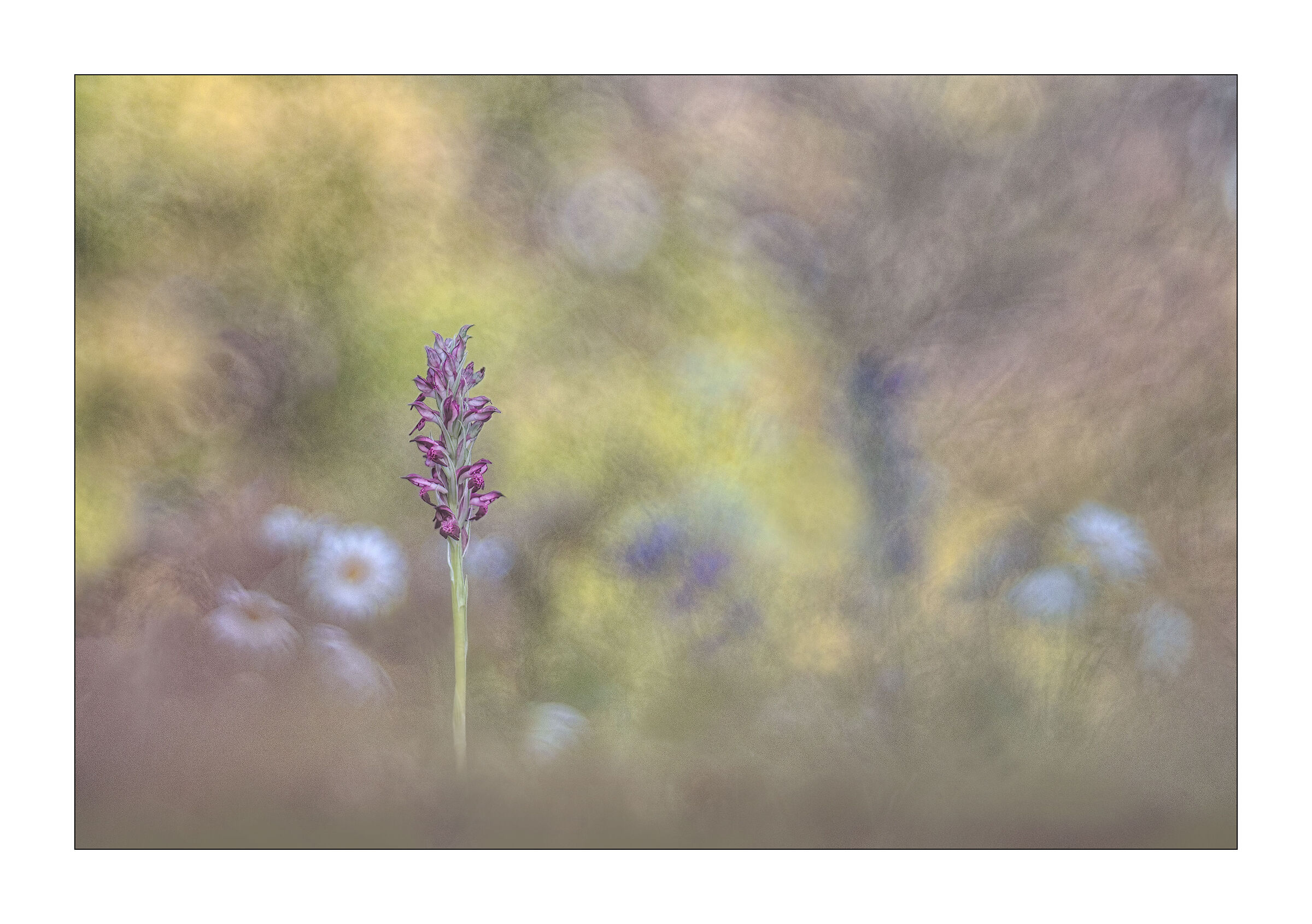 anacamptis coriophora