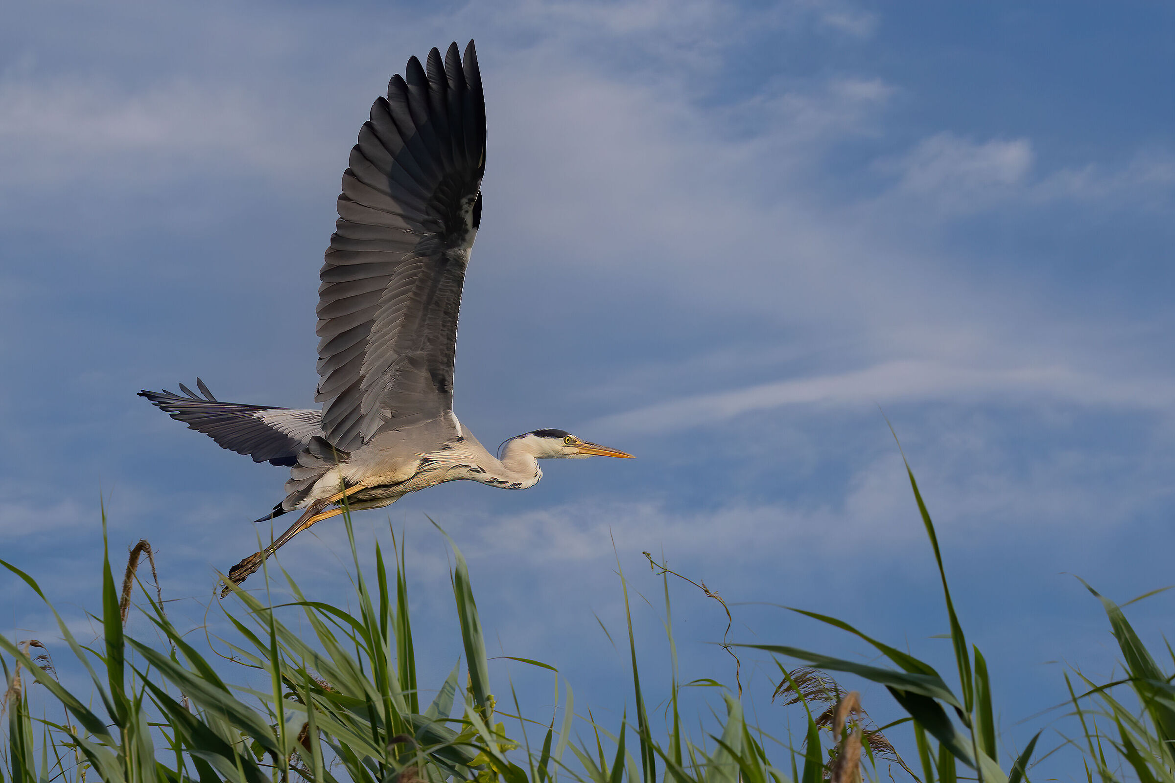 Airone cenerino in garzaia