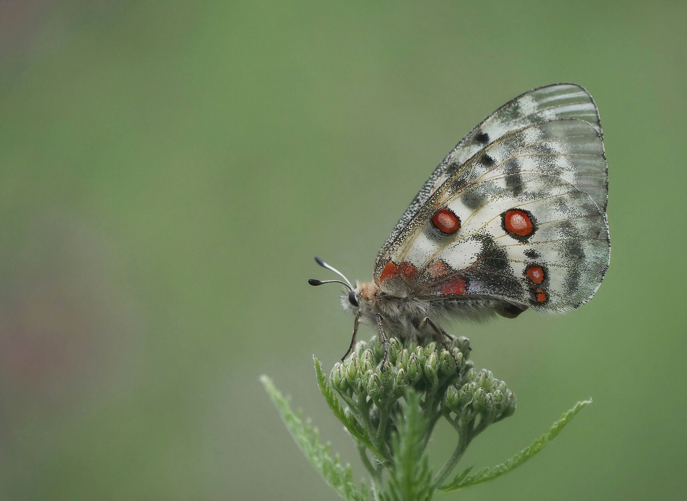 Parnassius Apollo