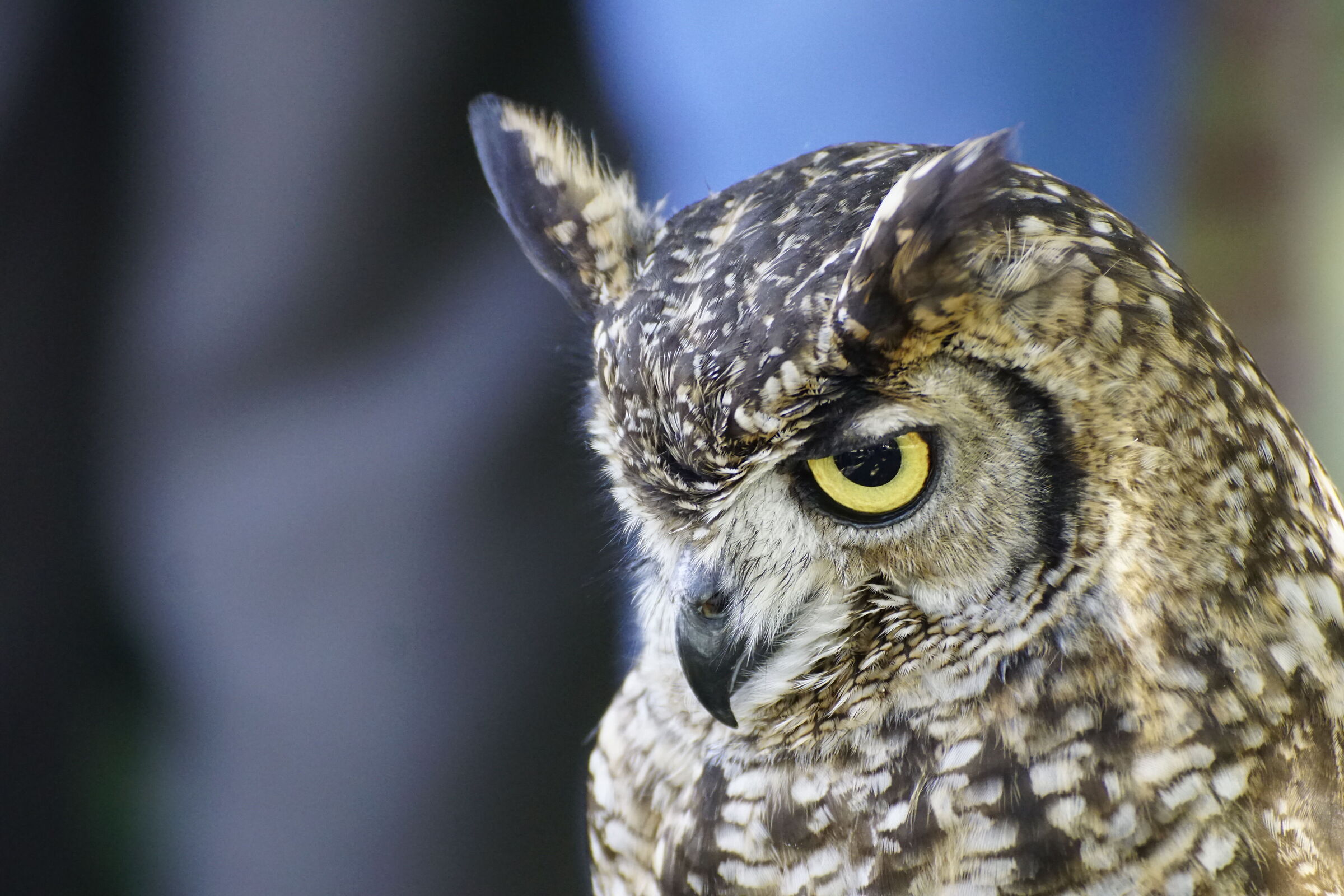 se mi lasciassero dormire un pochino...