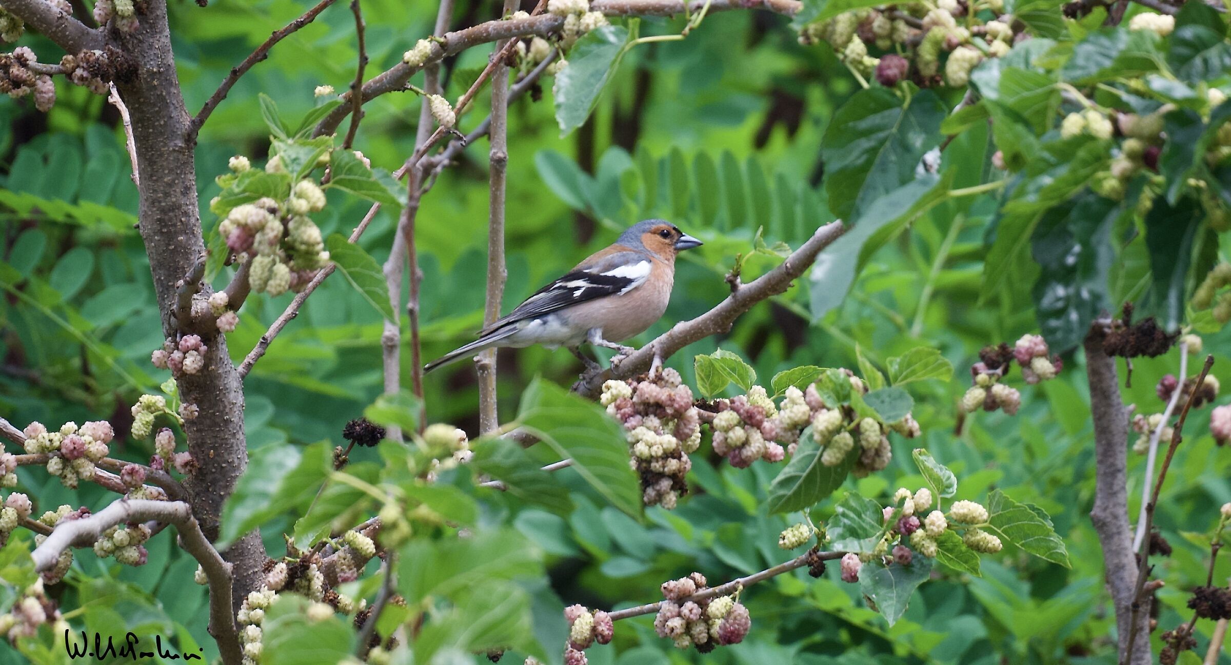 Male chaffinch 2