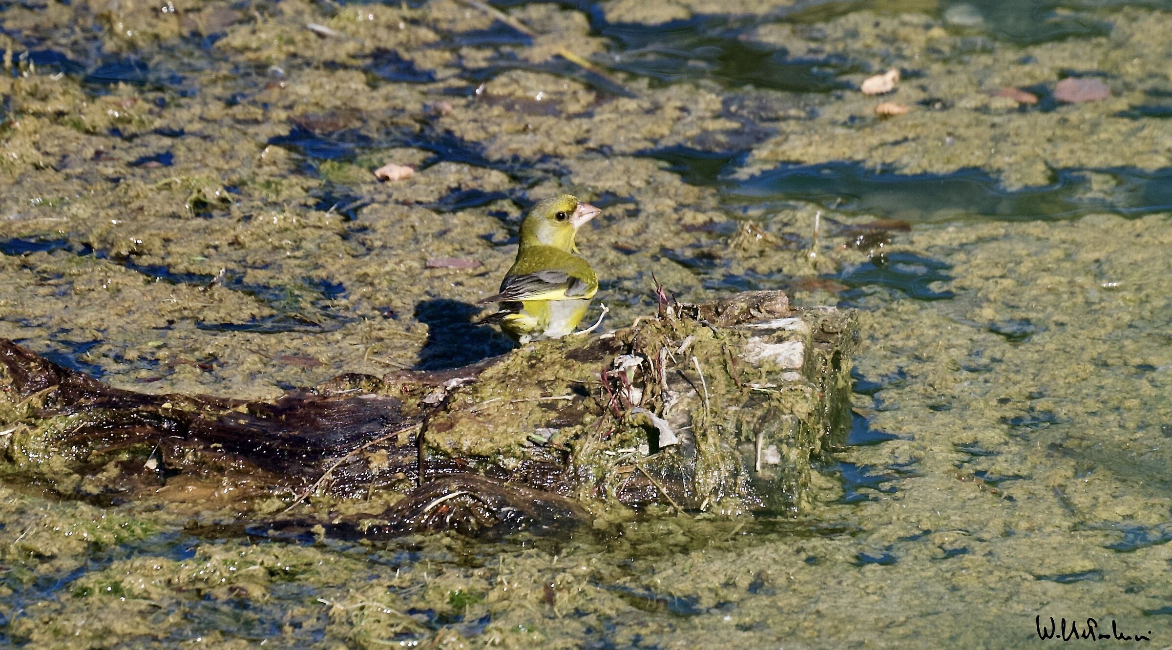 Greenfinch 1