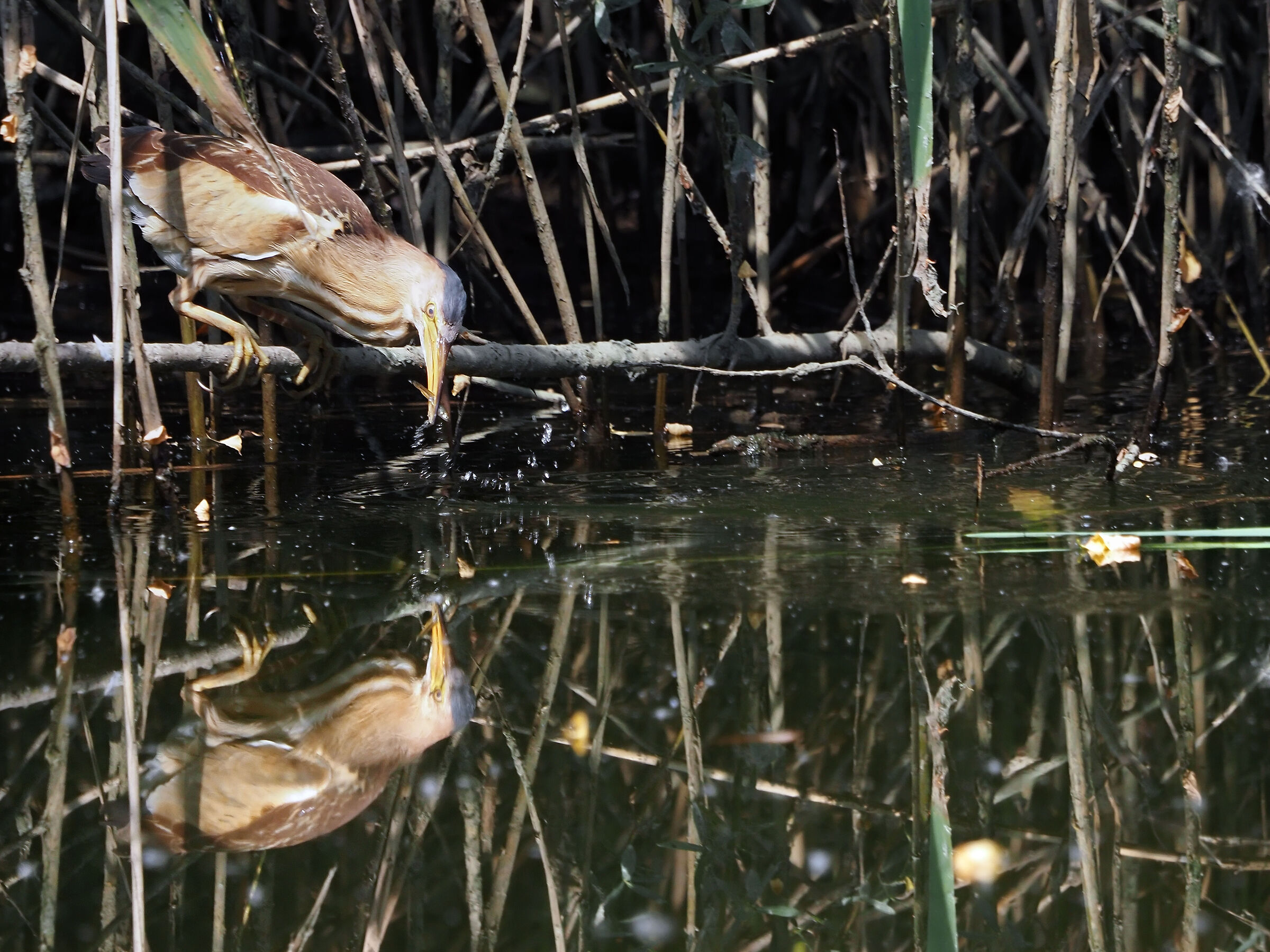 bittern female