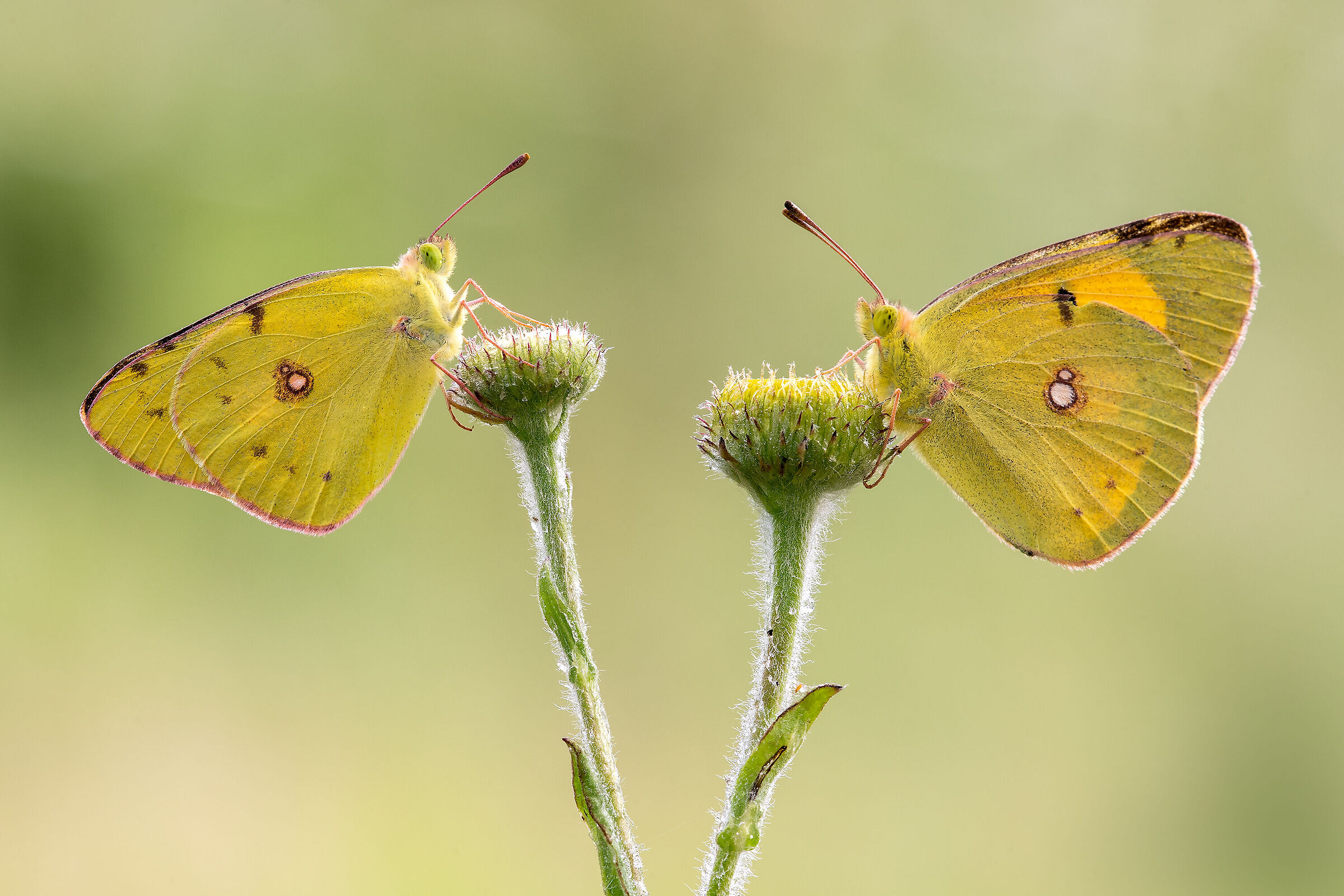 Colias crocea