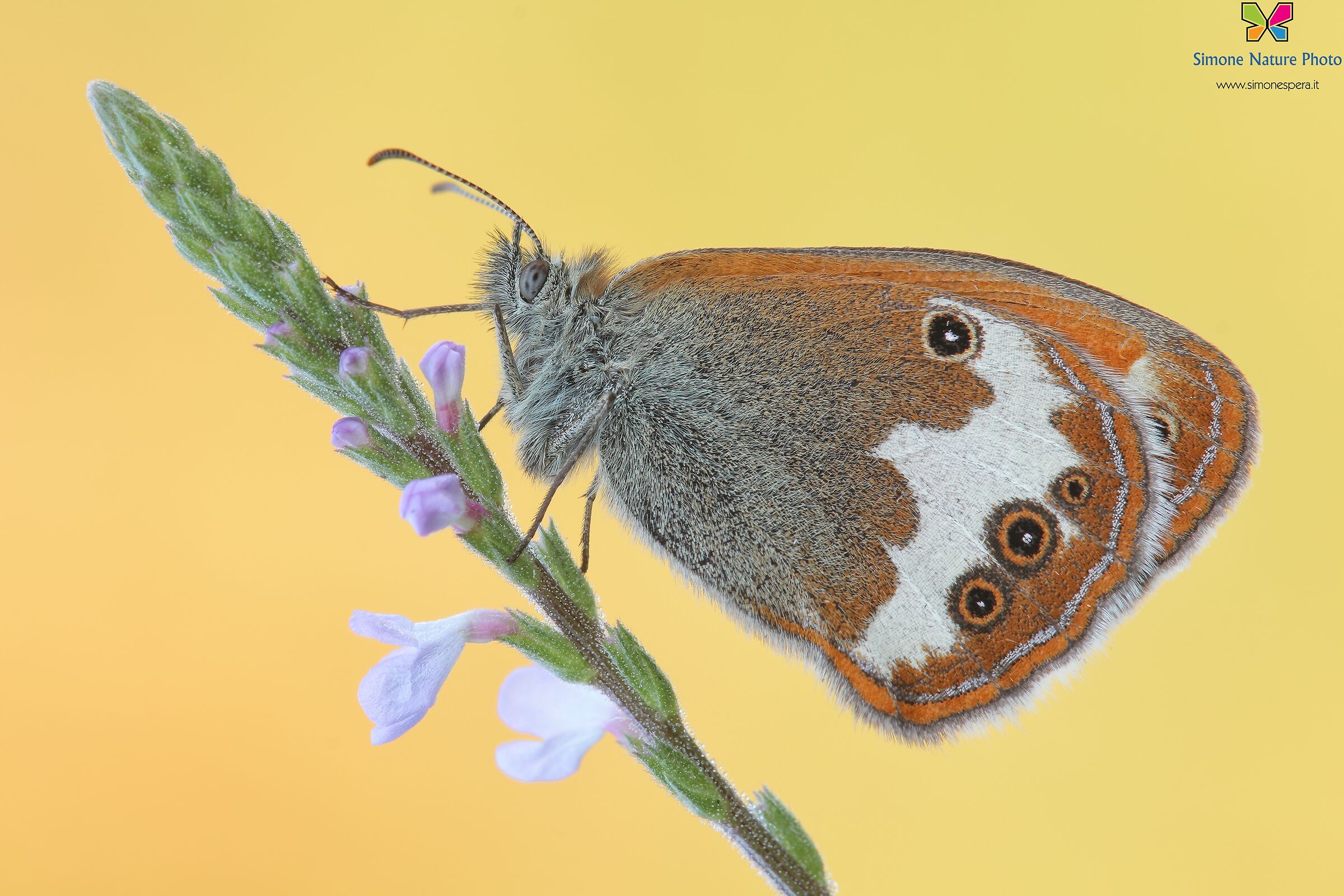 Coenonympha arcania (Linnaeus, 1761)