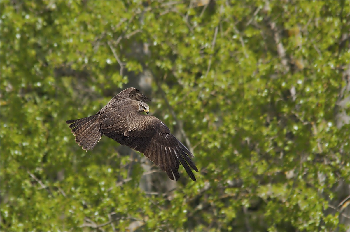 The most beautiful black kite