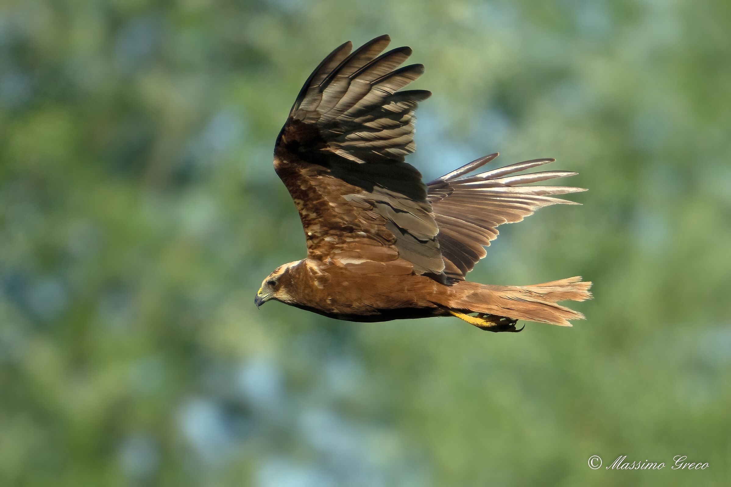 Marsh falcon (Circus aeruginosus)
