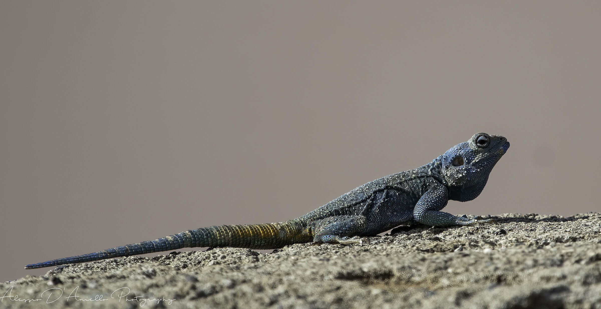 Agama Agama