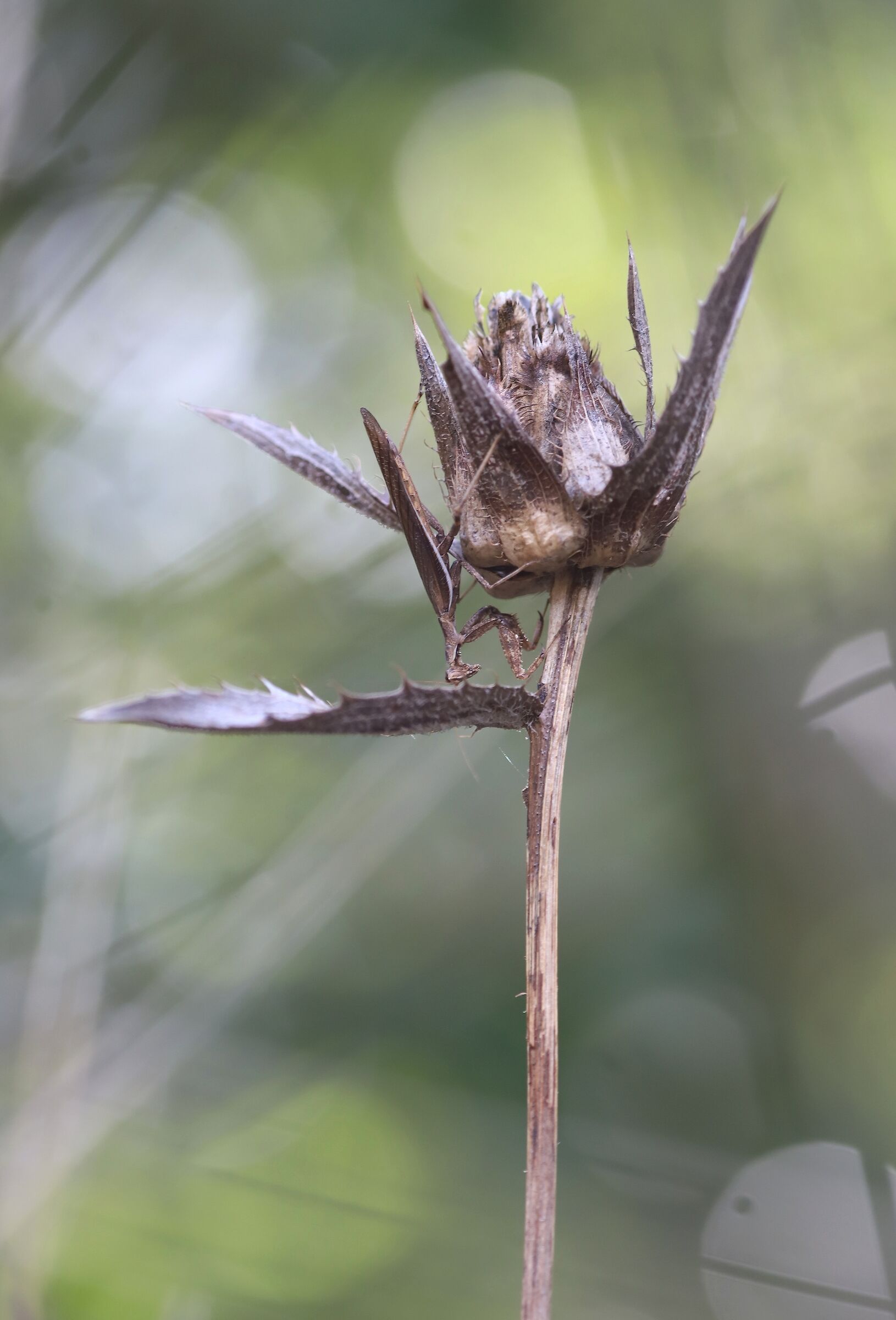 Dry flower with guest