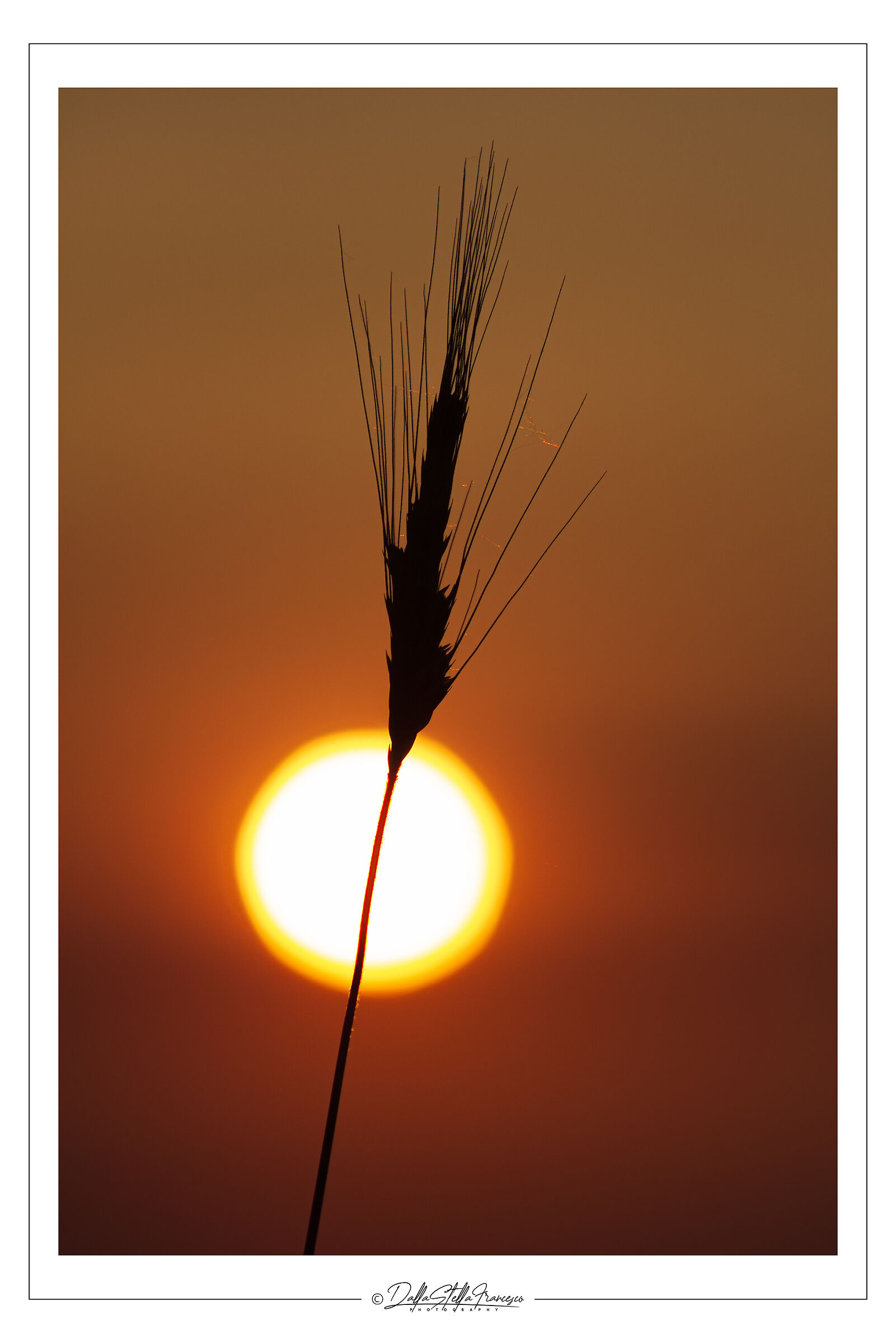 L'essenza dell'estate